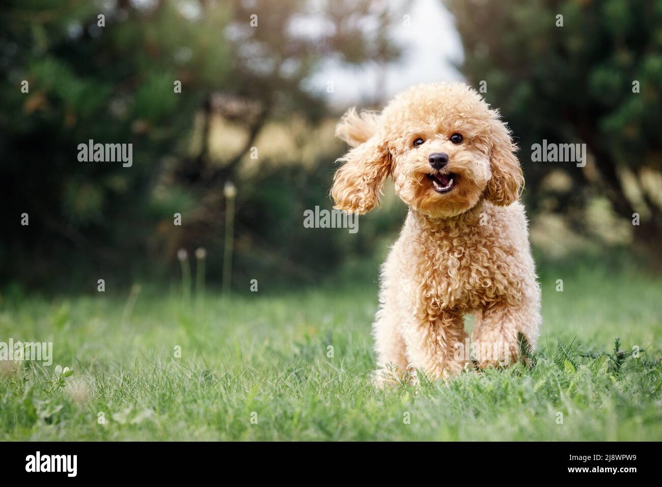 Ein lächelnder kleiner Welpe eines hellbraunen Pudels auf einer schönen grünen Wiese läuft glücklich auf die Kamera zu. Netter Hund und guter Freund. Freier Speicherplatz Stockfoto