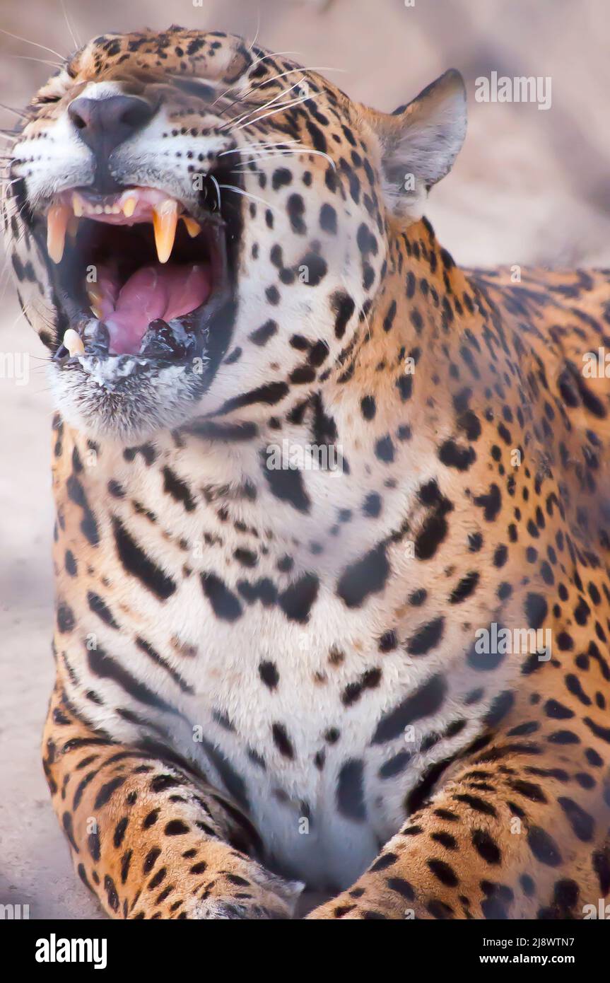 Jaguar ist die größte südamerikanische Katze Stockfoto