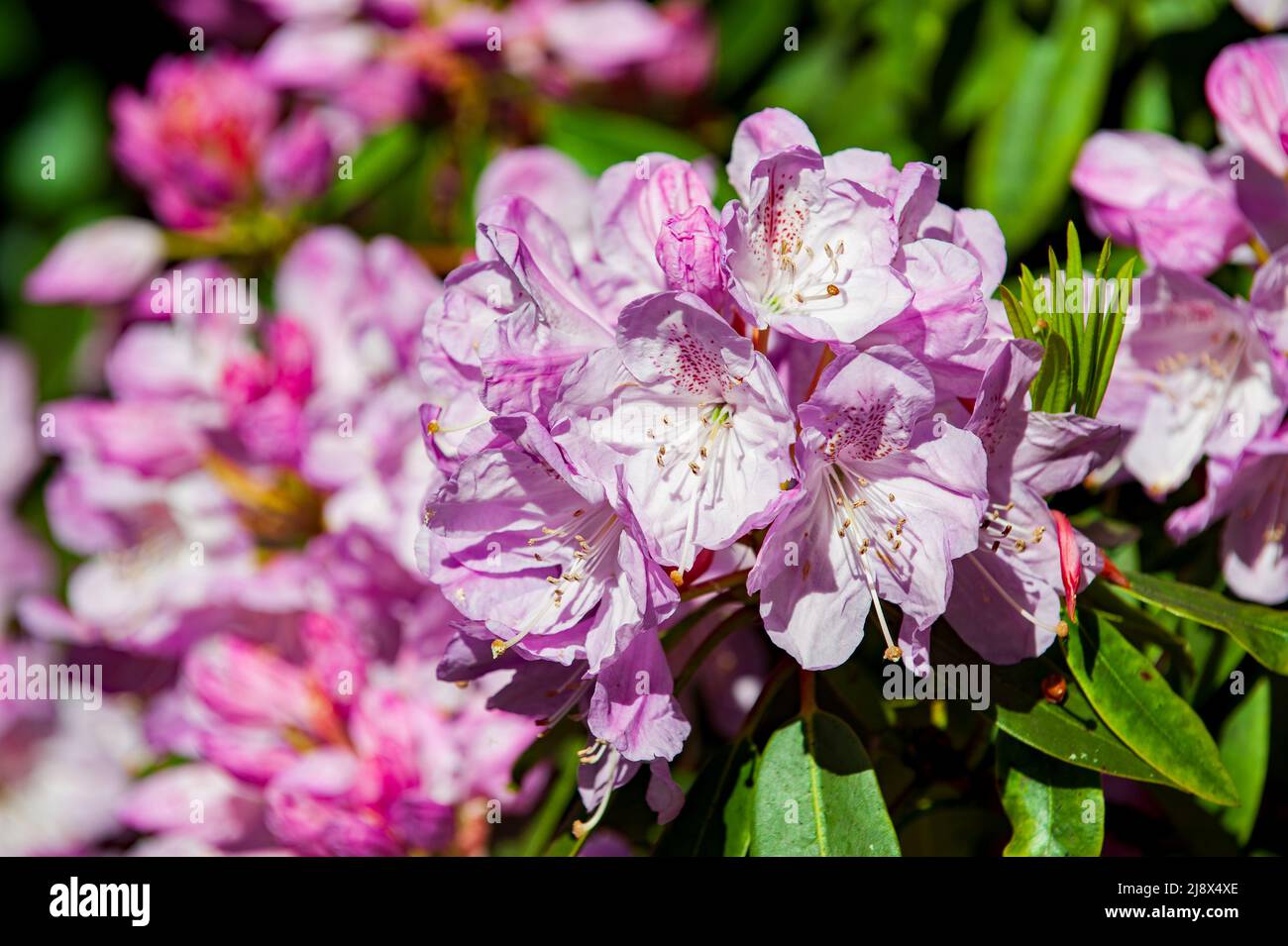 Im Garten blühen rosa Azaleen-Blüten. Rhododendronbaum. Frühling Stockfoto