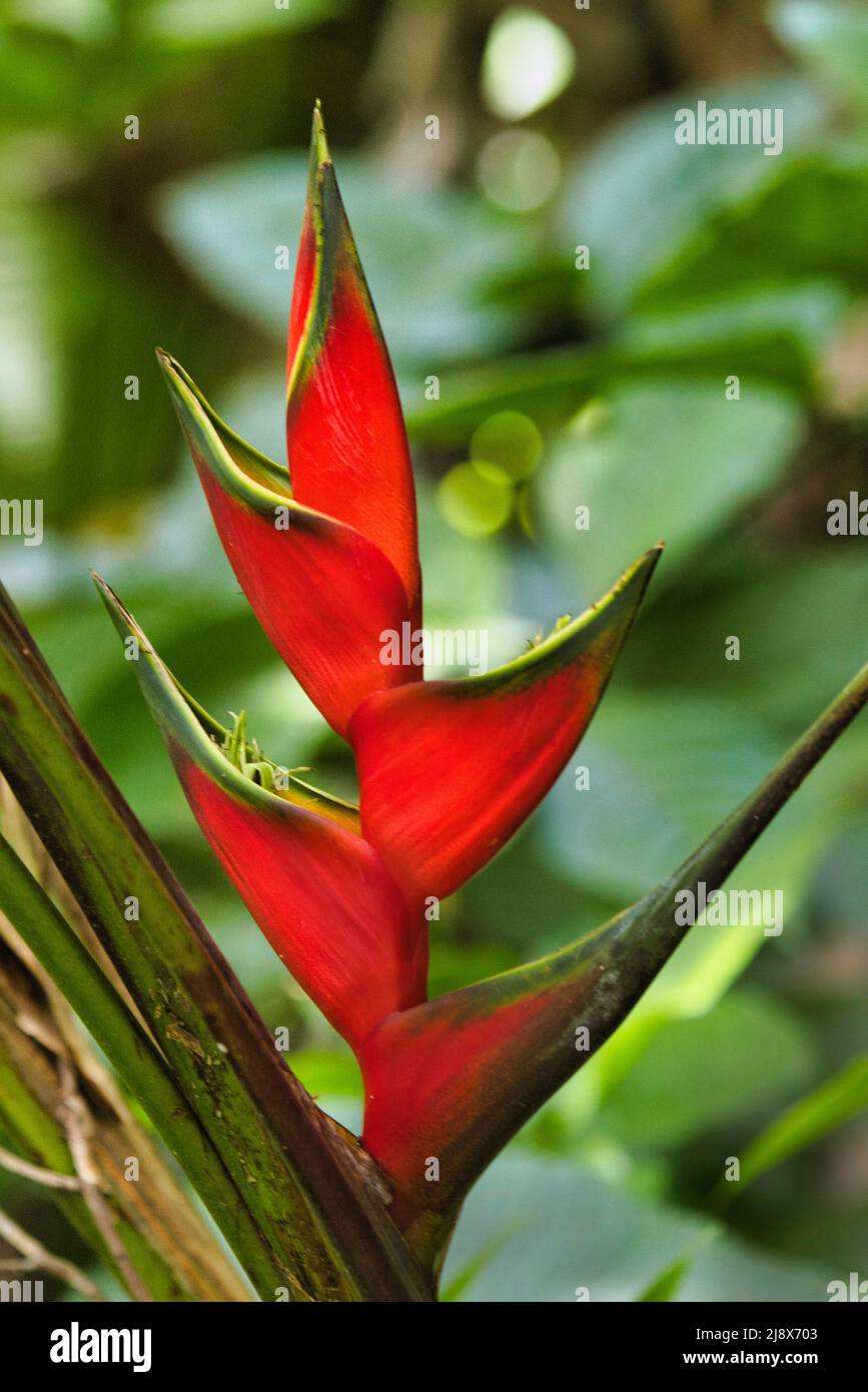Wunderschöne, aber wild aussehende rote Heliconia Blume, die auf Maui wächst. Stockfoto
