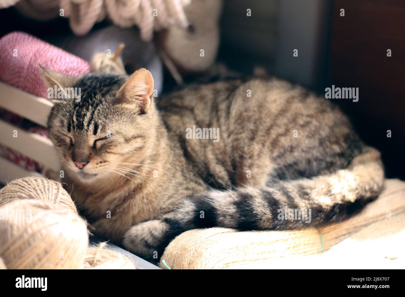 Streunende Katze schläft im Laden Stockfoto