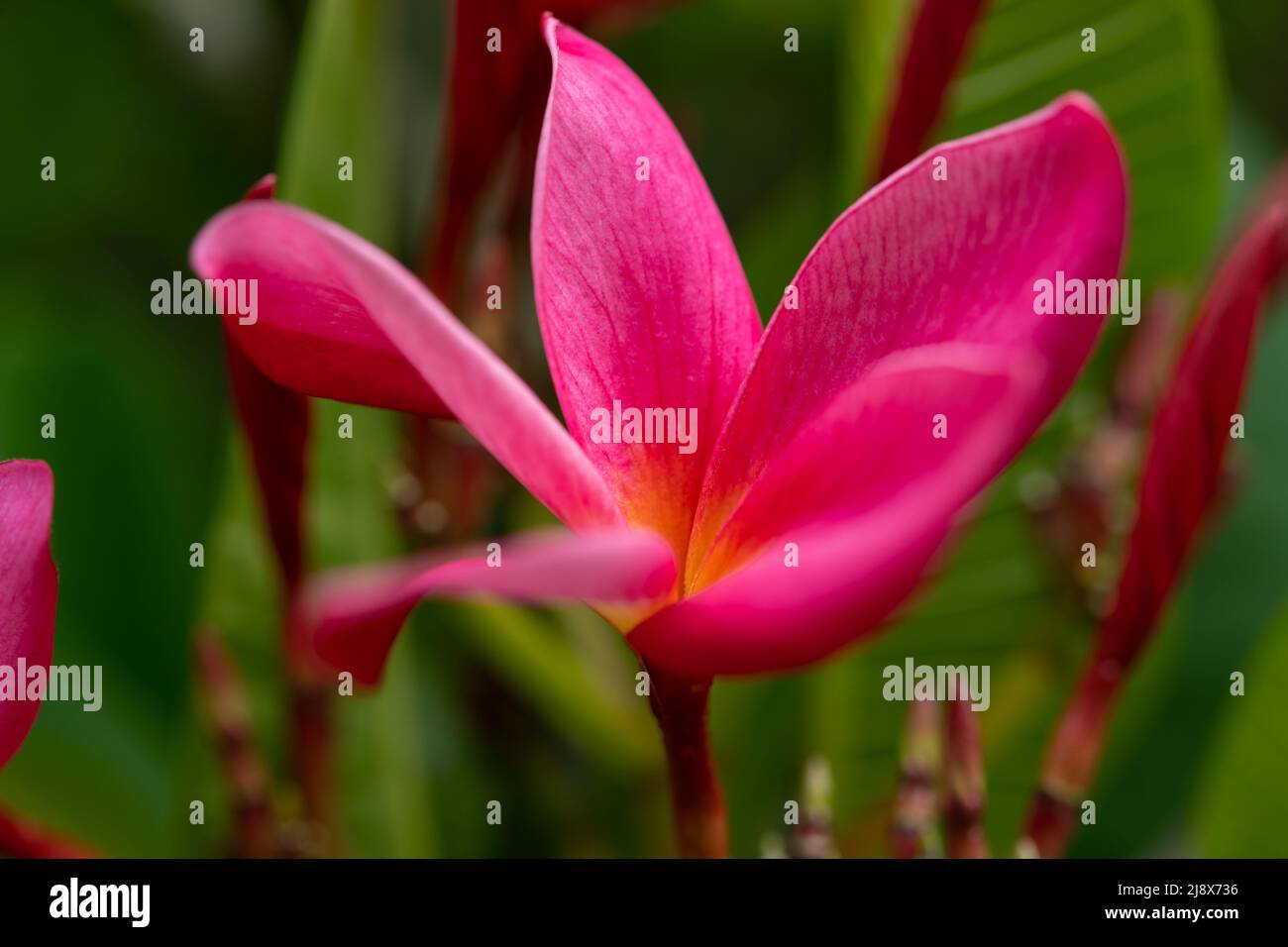 Blooming Plumeria rubra Linn Nahaufnahme Stockfoto