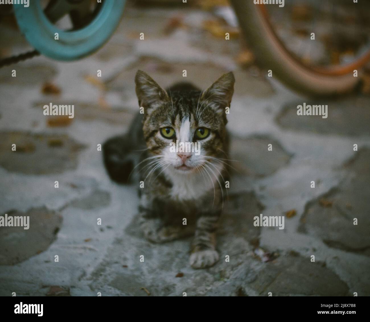 Streunende Katze Portrait Stockfoto