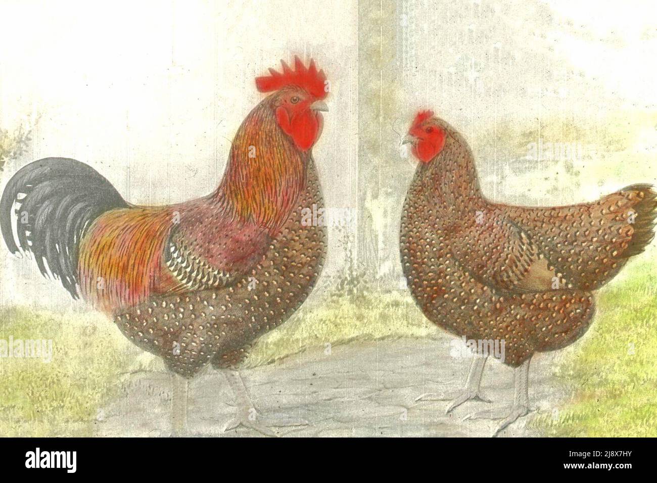 Zwei gesprenkelte Sussex-Hühner ca. 1920 Stockfoto