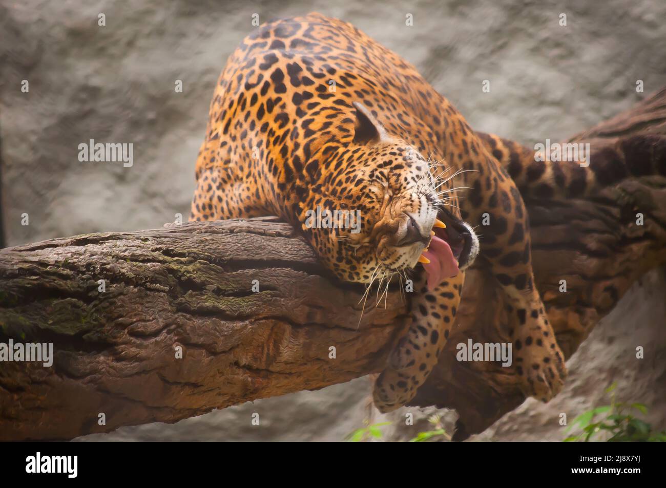 Jaguar ist die größte südamerikanische Katze Stockfoto