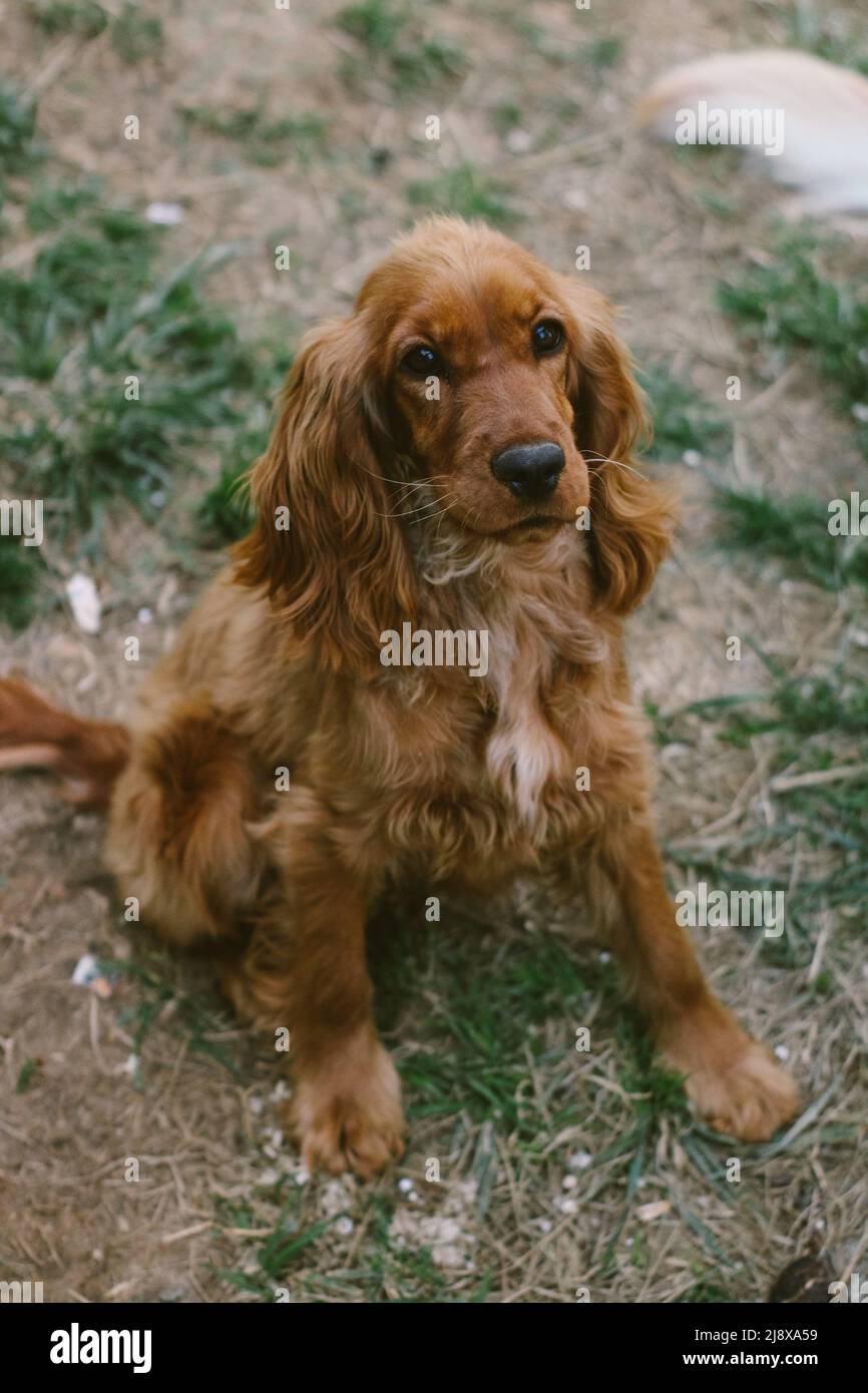 Ein brauner Hund mit schönem Fell und großen Ohren, die auf dem Gras sitzen Stockfoto
