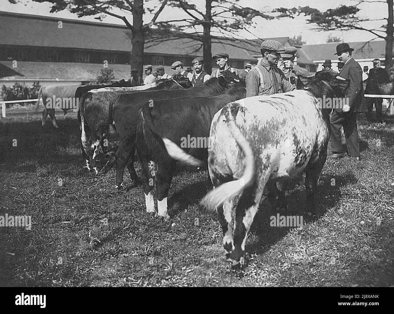 Besucher der Western Fair in London, Ontario, Kanada, sehen eine Landwirtschaftsausstellung, in der Kühe ca. 1923 Stockfoto