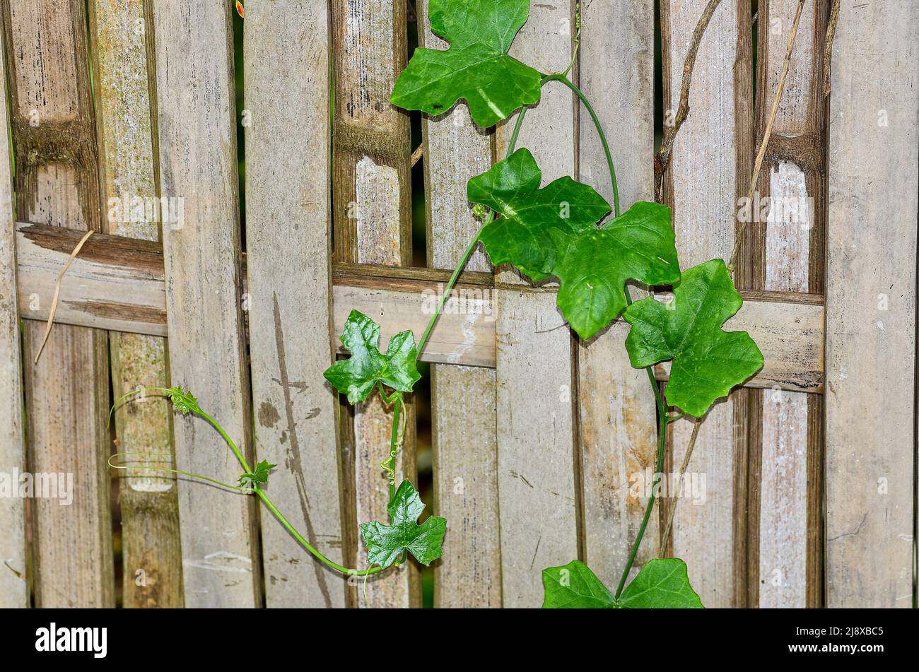 Coccinia grandis Kürbis wächst neben einem Bambuszaun Stockfoto