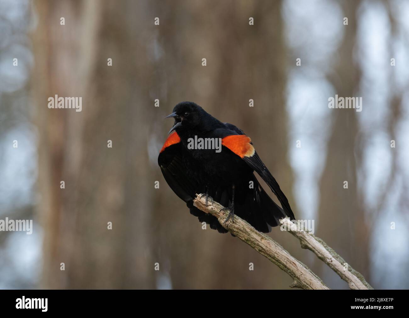 Ein männlicher RotflügelAmsel im Pelee National Park Ontario Stockfoto