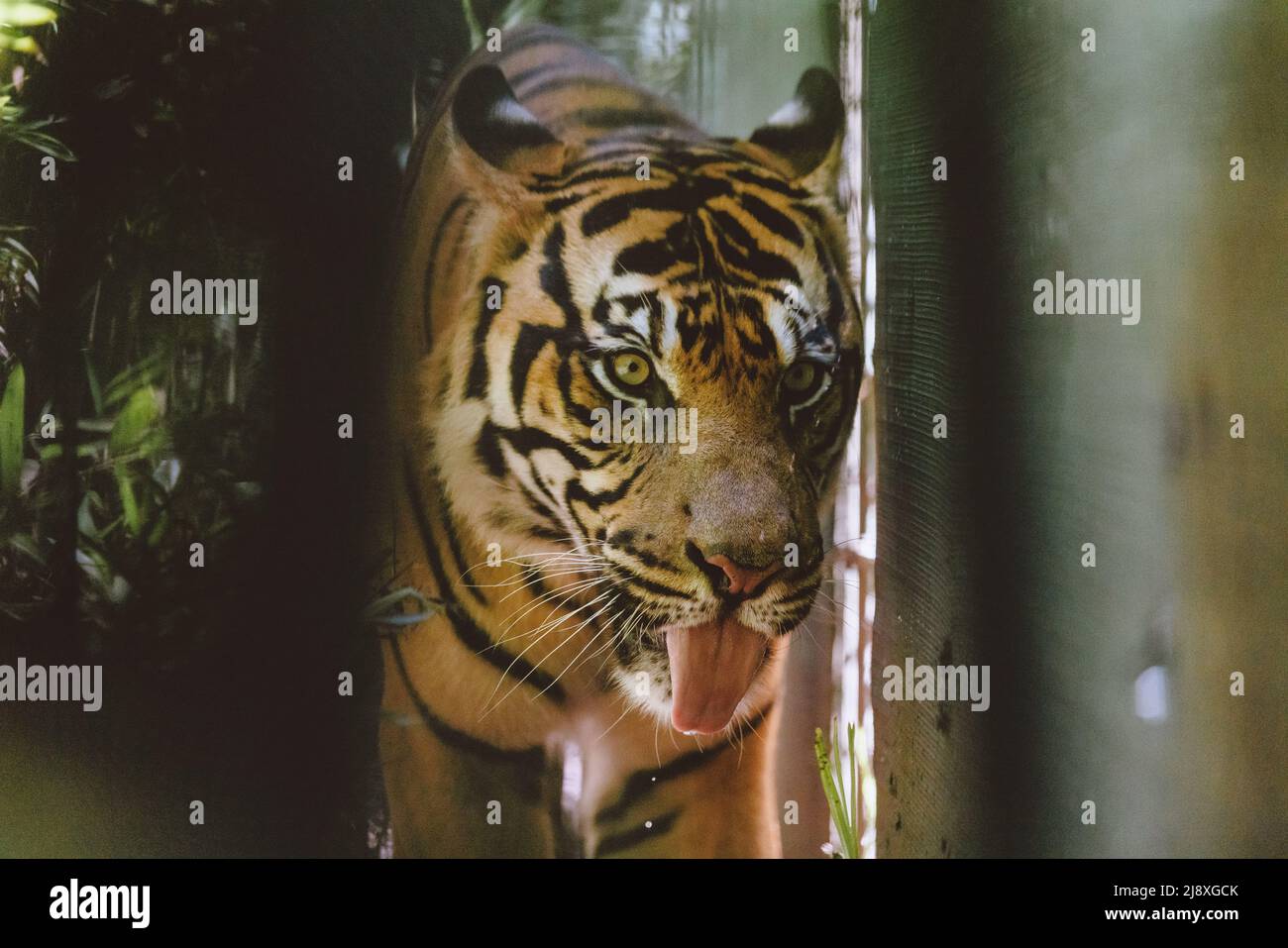 Sumatran Tiger im Wald Stockfoto