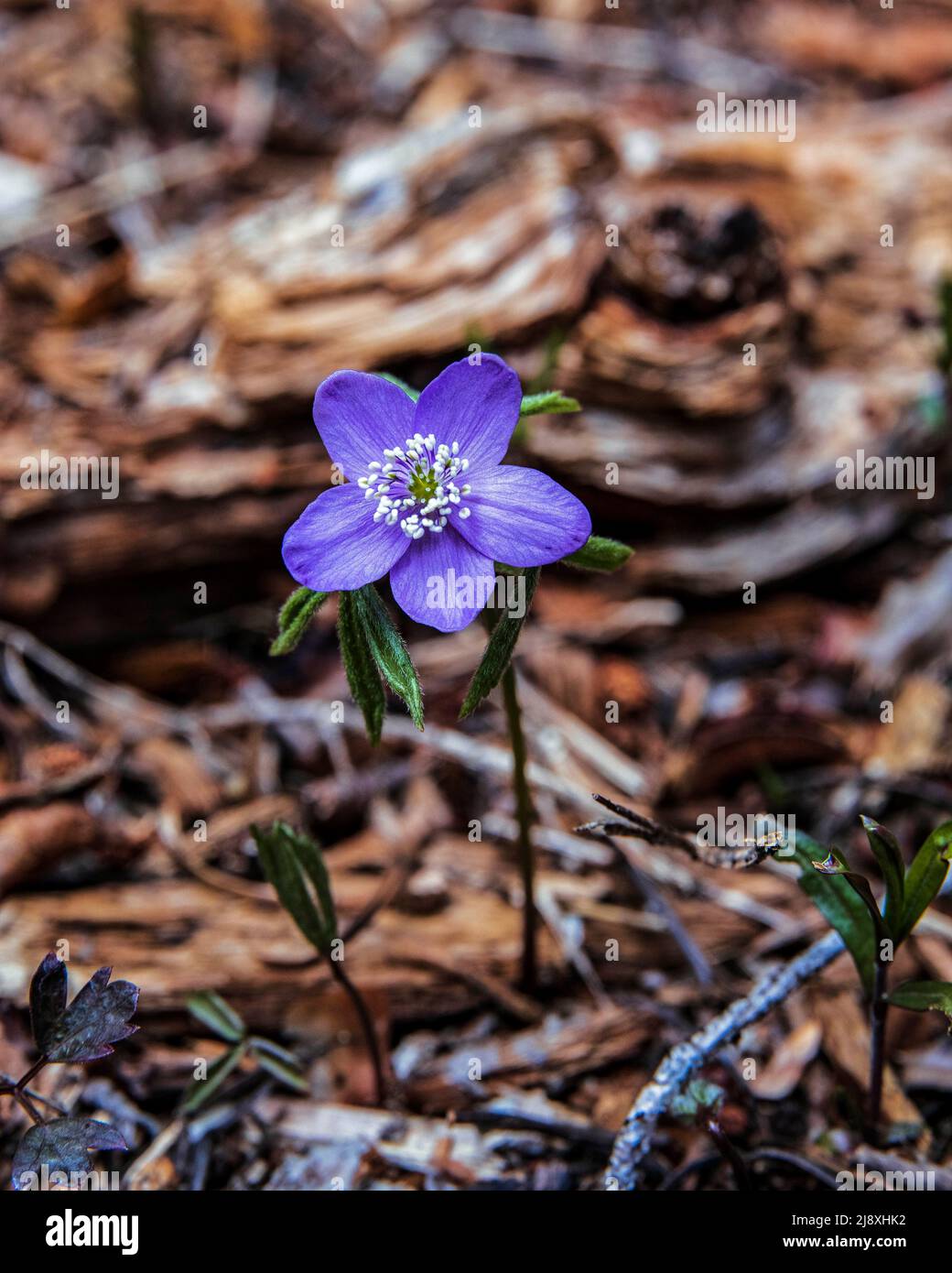 Im Frühjahr blüht die lila Wildblume auf dem Waldboden Stockfoto