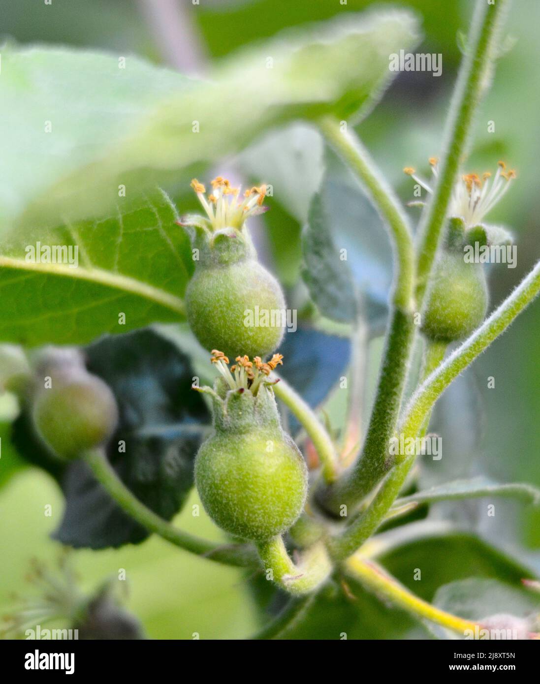 Junge Obstäpfel nach der Blüte im Garten. Junge Apfelknospen Primordium. Junger Apfel auf der Fruchtstand. Obst-Set und Grün verlassen mit dunklem Hintergrund Stockfoto