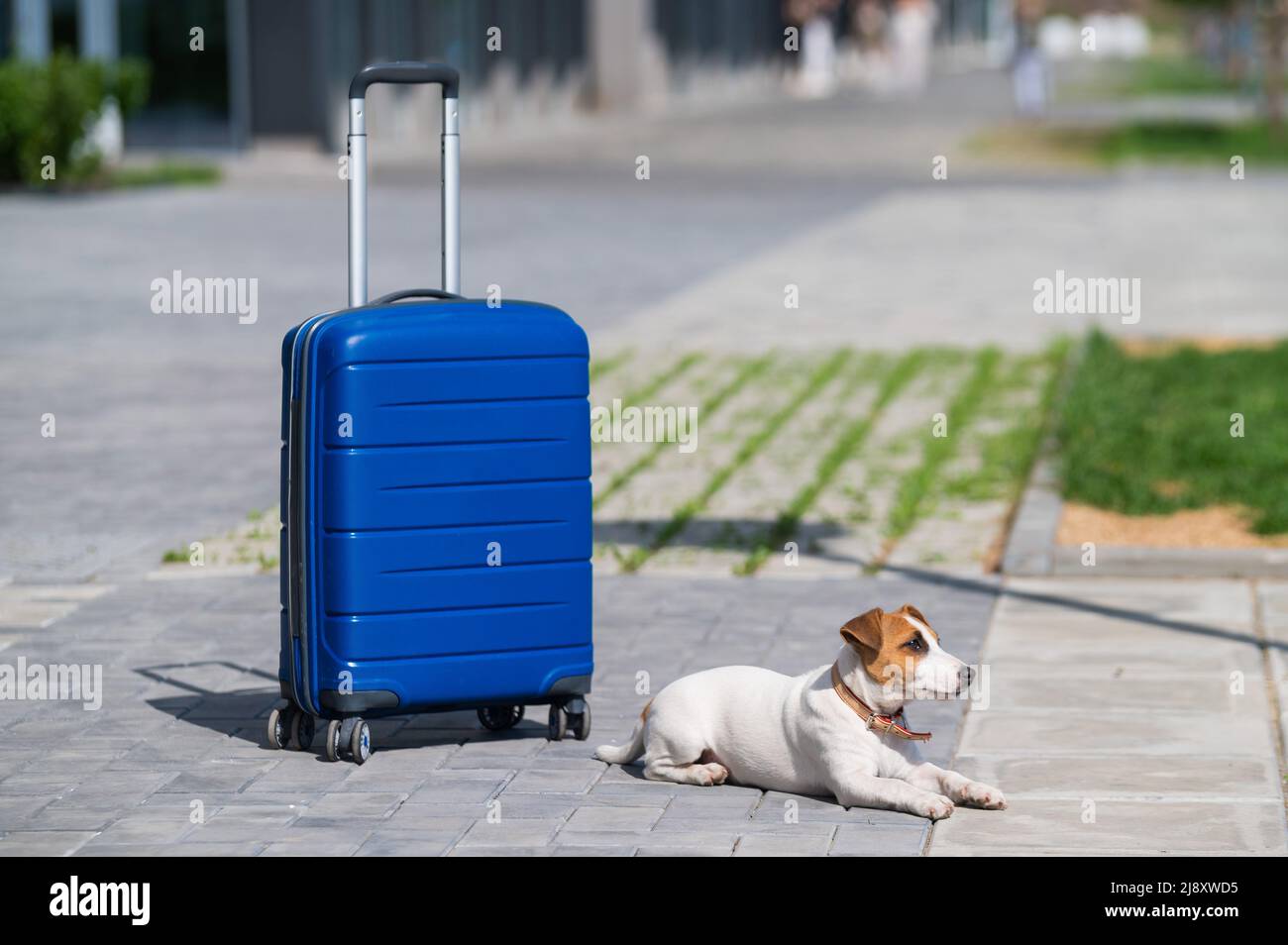 Ein einsamer Welpe Jack Russell Terrier liegt auf dem Bürgersteig neben einem blauen Koffer. Kleiner Hundereisender, der sich mit Gepäck auf der Straße ausruht. Sommer Stockfoto