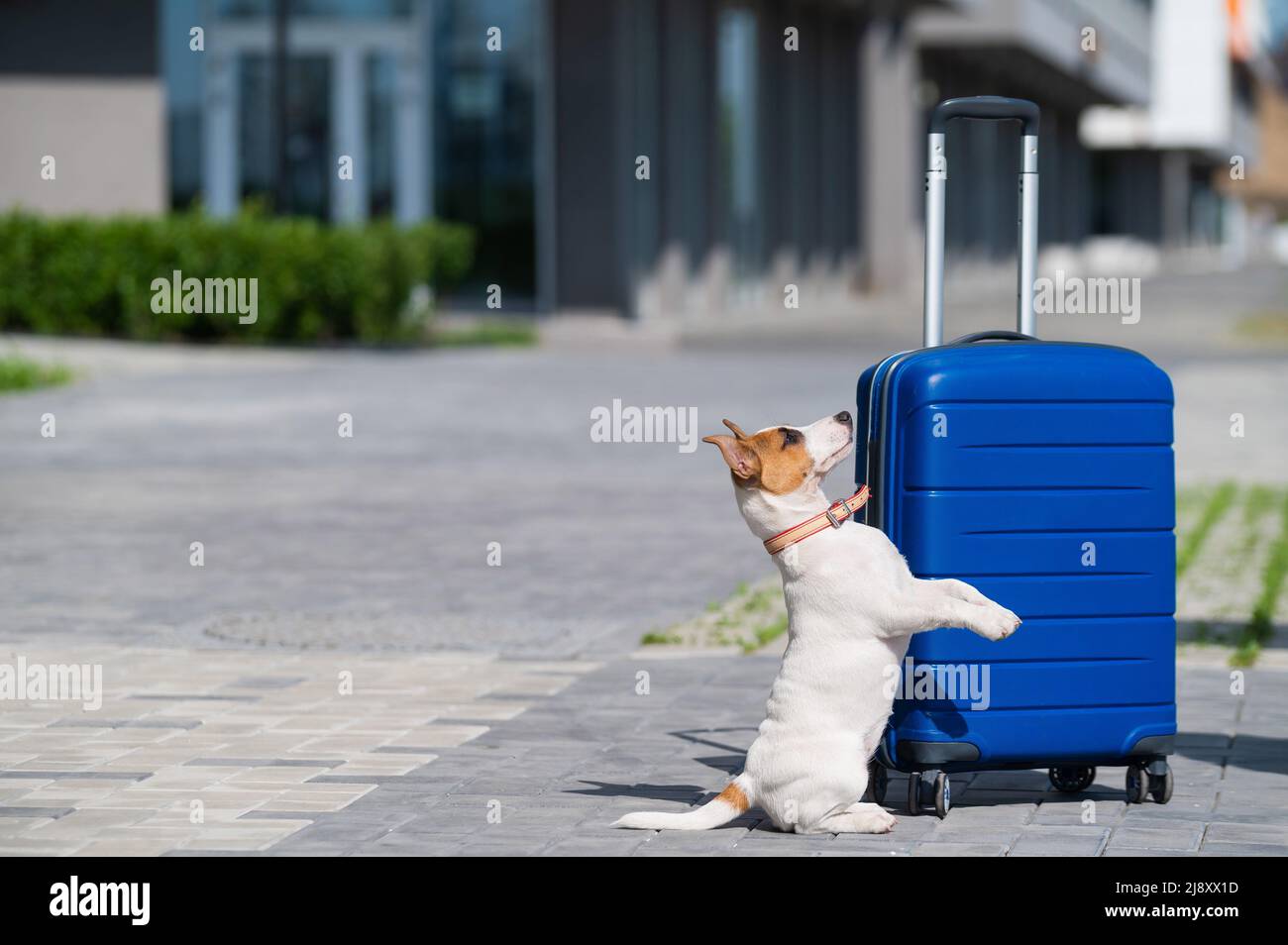 Ein einsamer Welpe Jack Russell Terrier sitzt auf dem Bürgersteig neben einem blauen Koffer. Kleiner Hundereisender, der sich mit Gepäck auf der Straße ausruht. Sommer Stockfoto