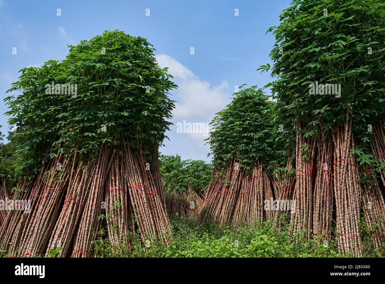 Haufen der Cassava-Pflanzen, um in der nächsten Ernte zu kultivieren Stockfoto