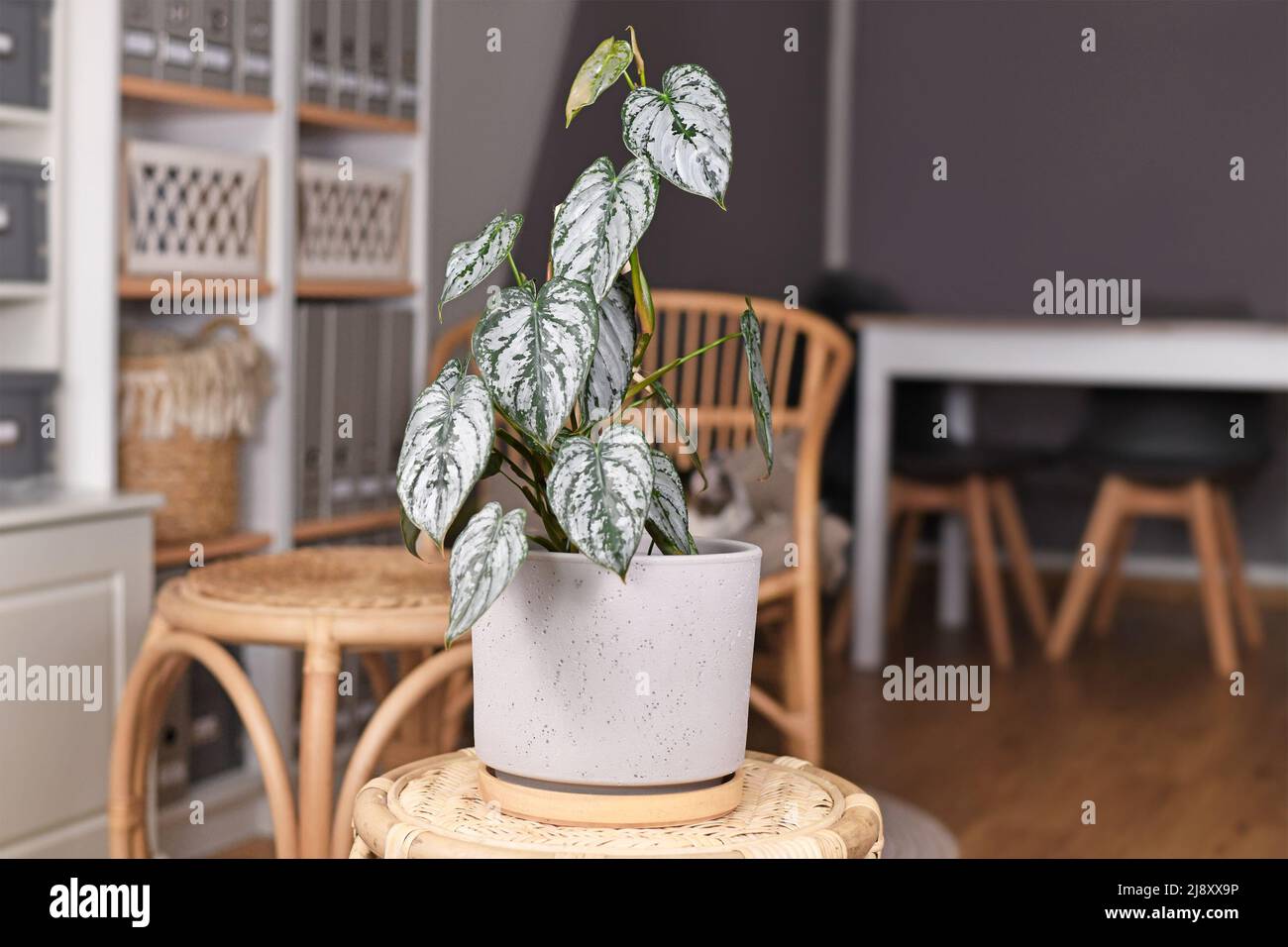 Exotische Zimmerpflanze „Philodendron Brandtianum“ mit silbernem Muster auf Blättern im Blumentopf auf dem Tisch im Wohnzimmer Stockfoto