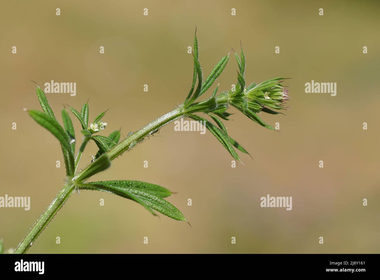 Nahaufnahme von Hitchwanderern, Cleavers (Galium aparine) mit kleinen Blüten und grünen Bettstrohblättrigen (Linosiphongaliophagum). Frühling, Juni, Niederlande Stockfoto