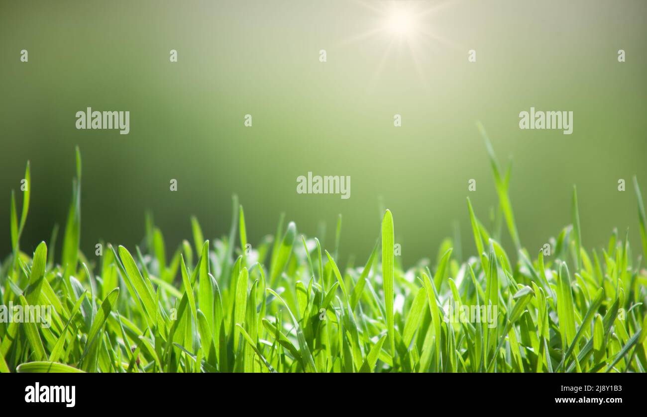 Junge Sprossen aus weizengrünen Blättern auf einem verschwommenen Hintergrund und heller Sonne Stockfoto