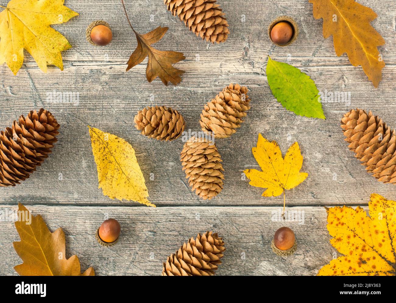 Herbsthintergrund mit gelben und braunen Herbstblättern, Kiefernholzplatten und Eicheln auf rustikalem, verwittertem Holzhintergrund. Draufsicht. Flatlay. Stockfoto