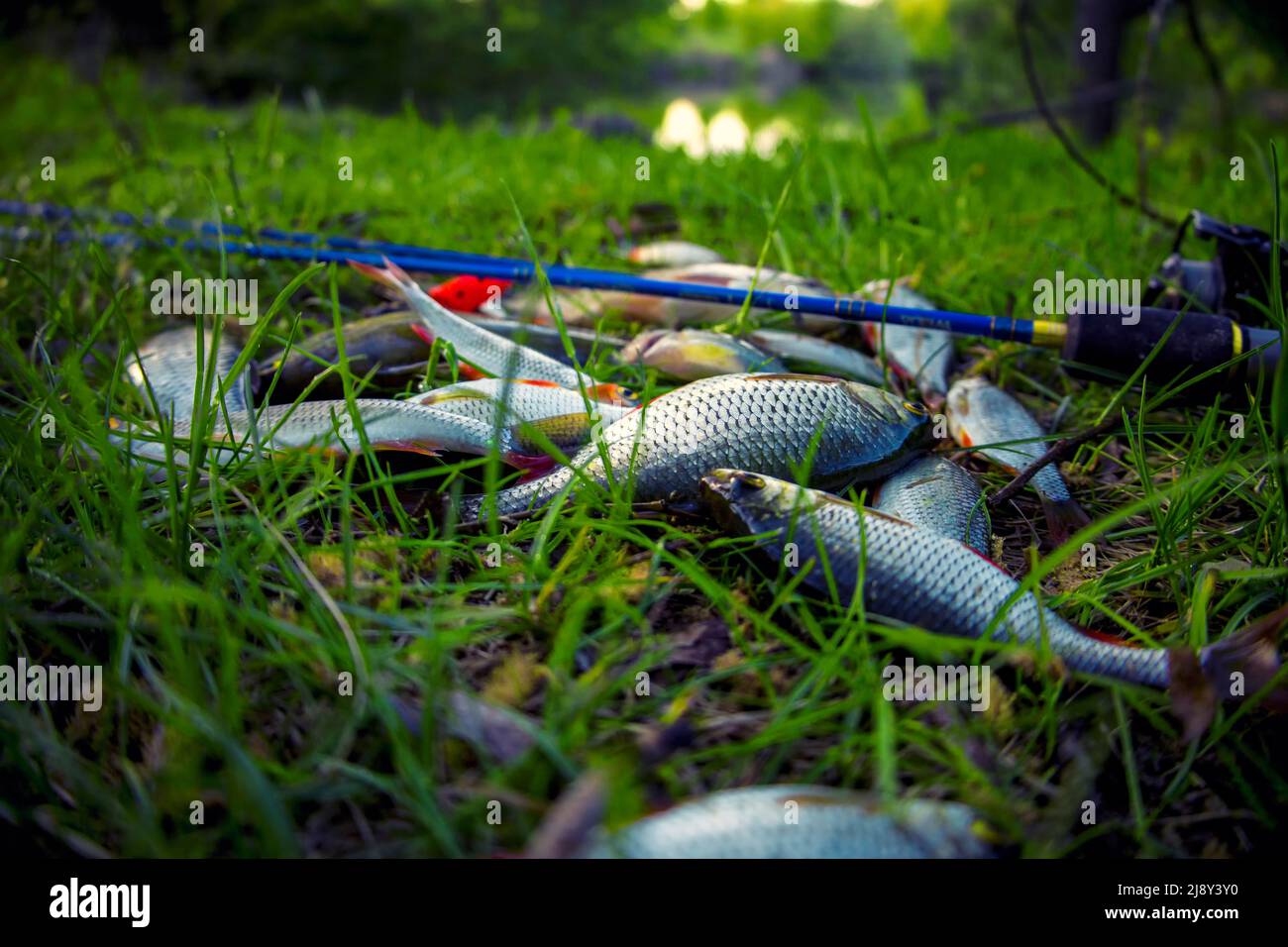 Kleine Fische mit Spinning auf grünem Gras. Selektiver Fokus. Stockfoto