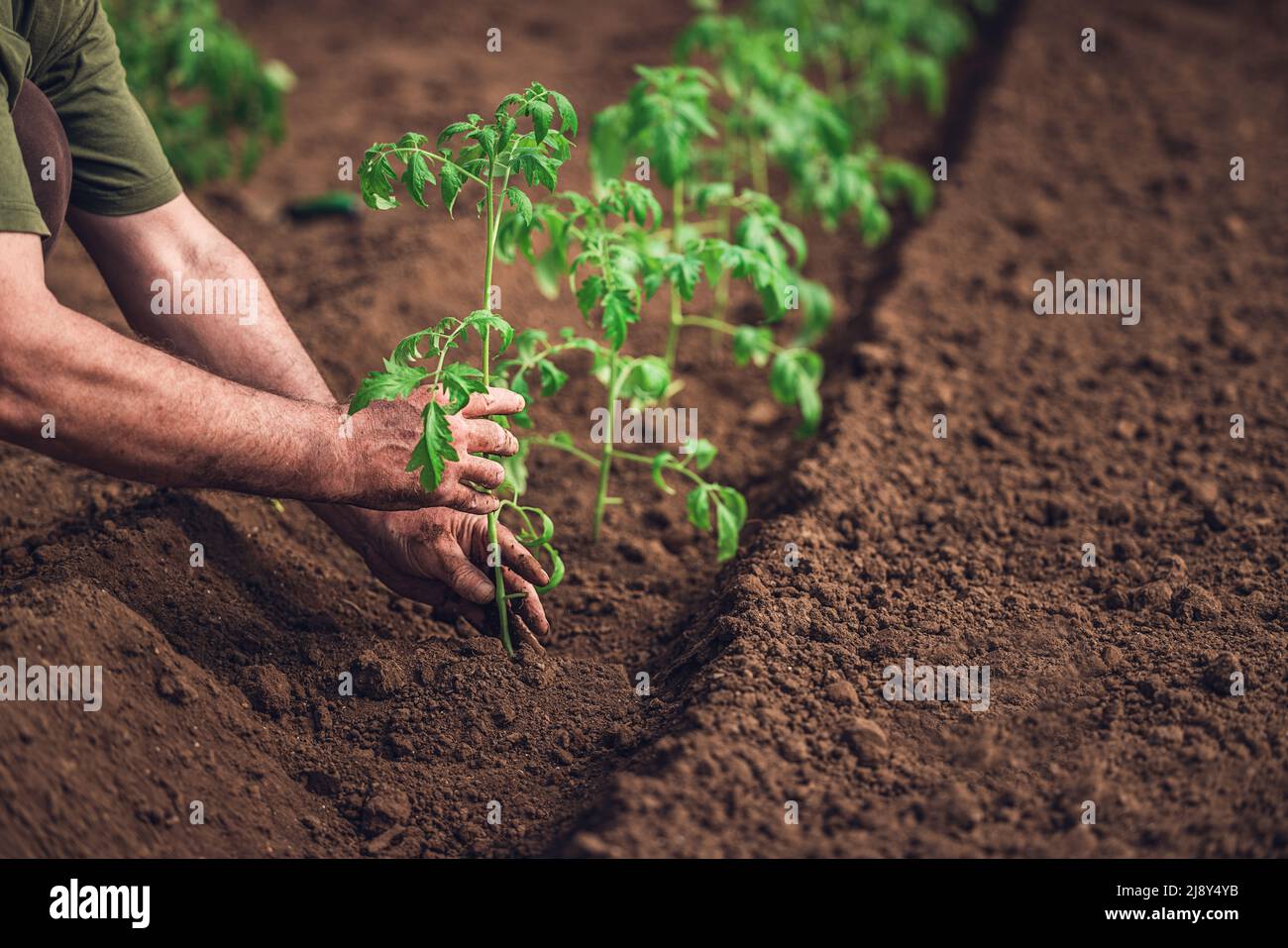 Landwirt hält Tomatenpflanze im Gewächshaus, hausgemachten Bio-Gemüse. Stockfoto