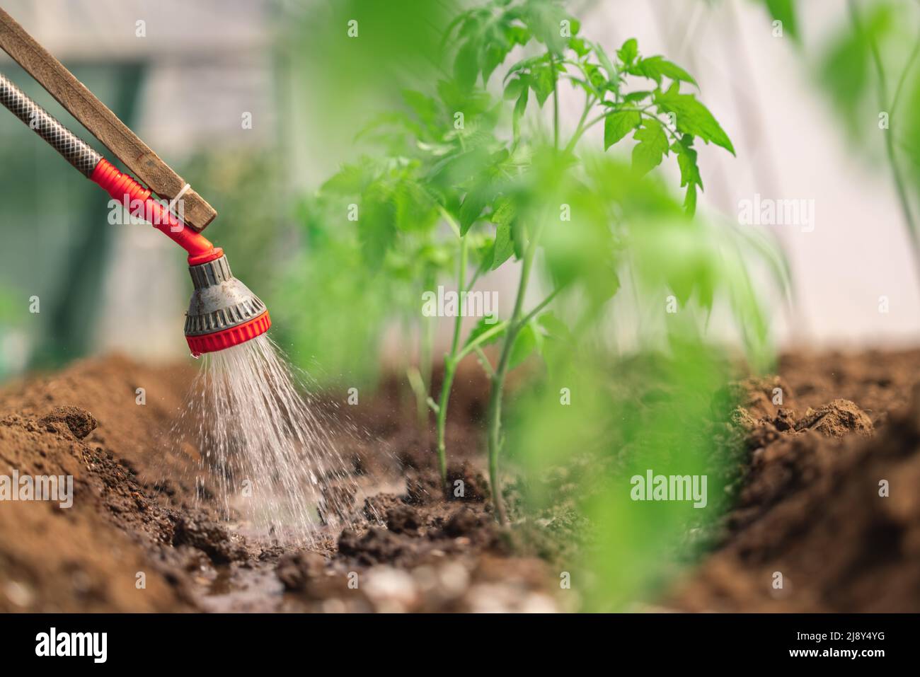 Landwirt Bewässerung Tomatenpflanze im Gewächshaus, hausgemachten Bio-Gemüse. Stockfoto