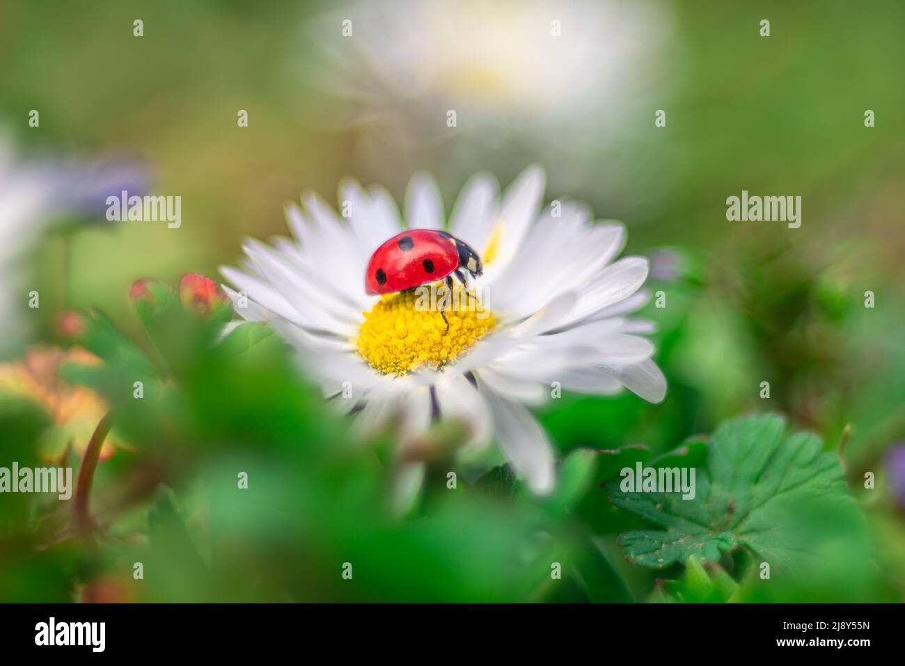 Kamillenblume mit Marienkäfer und grünem Hintergrund Stockfoto