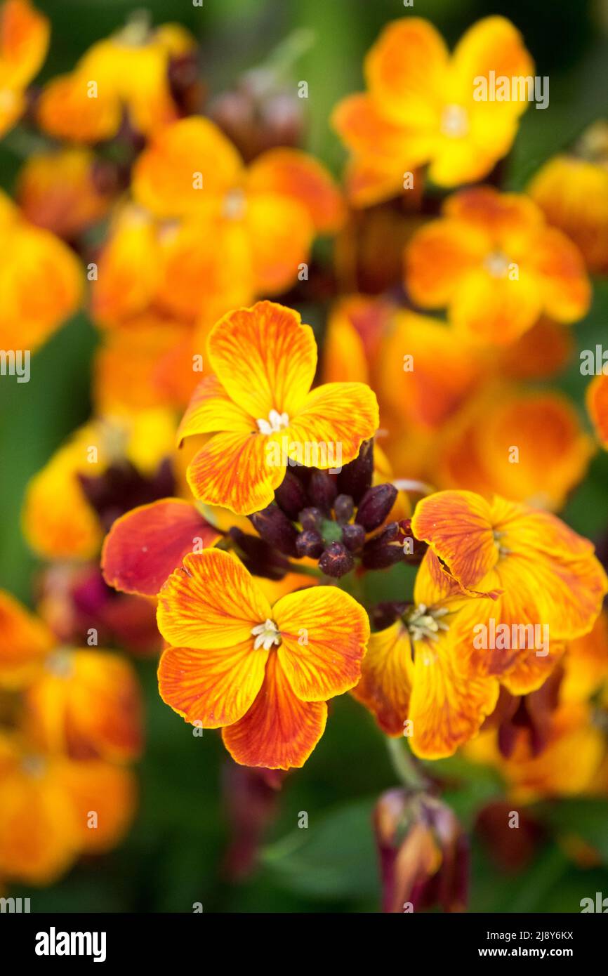 Gewöhnliche Wallflower, Erysimum „Feuerkönig“, April, Nahblumen, Orange Blume Wallflower Porträt Stockfoto