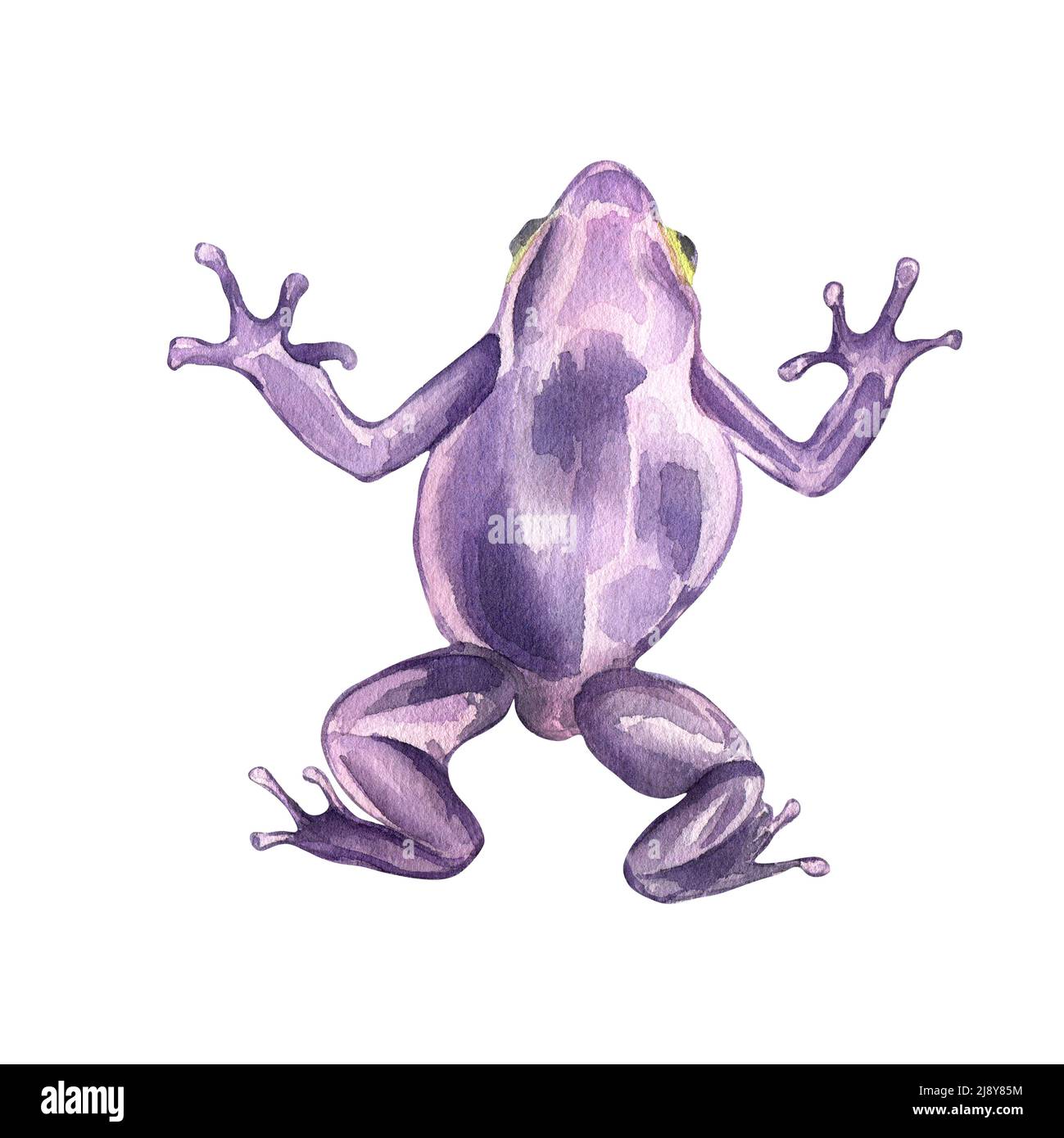 Frosch Nahaufnahme Aquarell-Illustration auf weißem Hintergrund. Rosa, violette, helle Amphibie. Tropische Tiere handbemalt. Designelement für Begrüßung Stockfoto