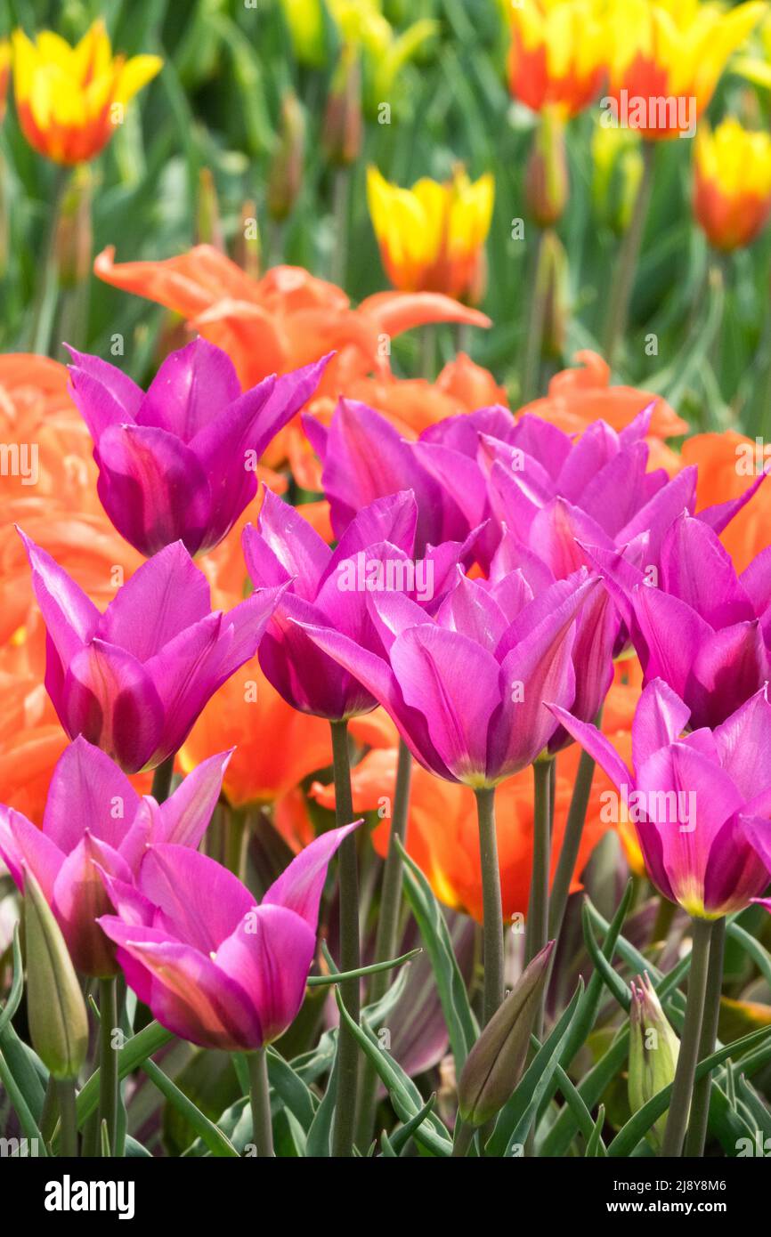 Tulpen 'Purple Dream', Lily Group, Tulip Purple Violet, schöne gemischte Tulpen im Frühlingsgarten Blumenbeet Stockfoto