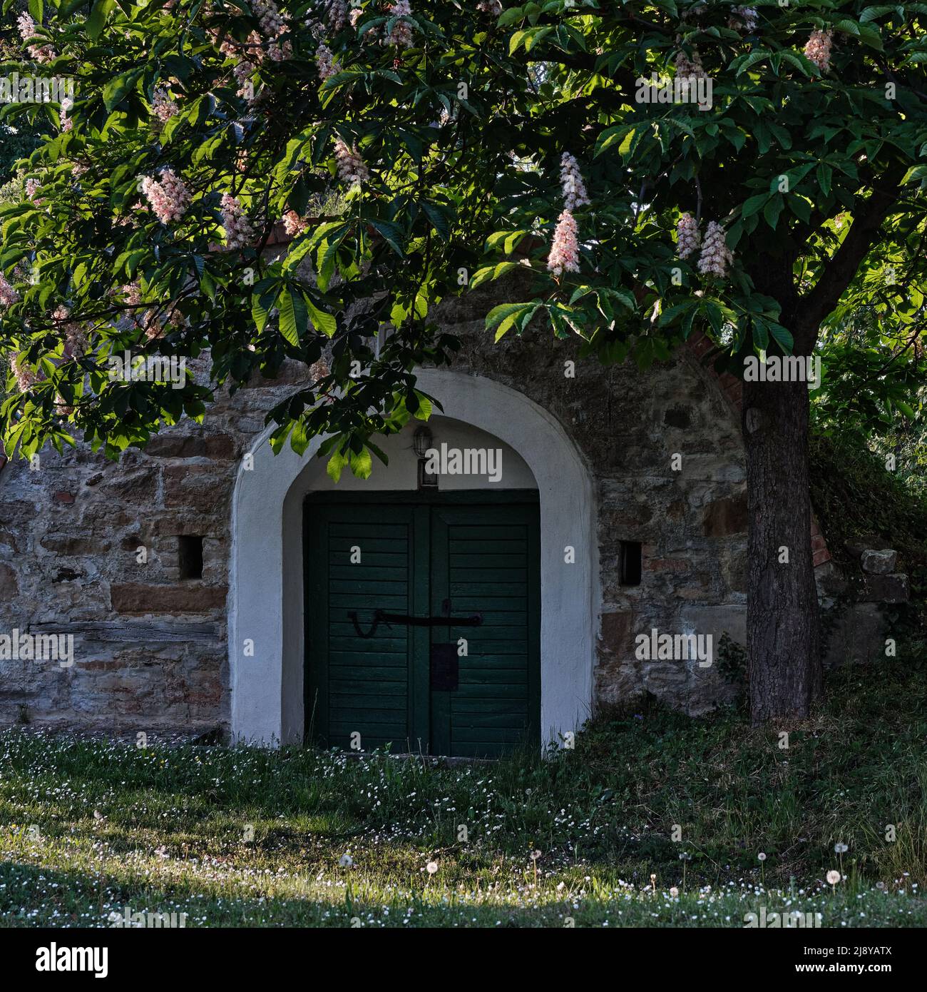 Traditioneller Weinkeller mit grüner Tür unter einem blühenden Kastanienbaum in Prellenkirchen, Österreich. Stockfoto