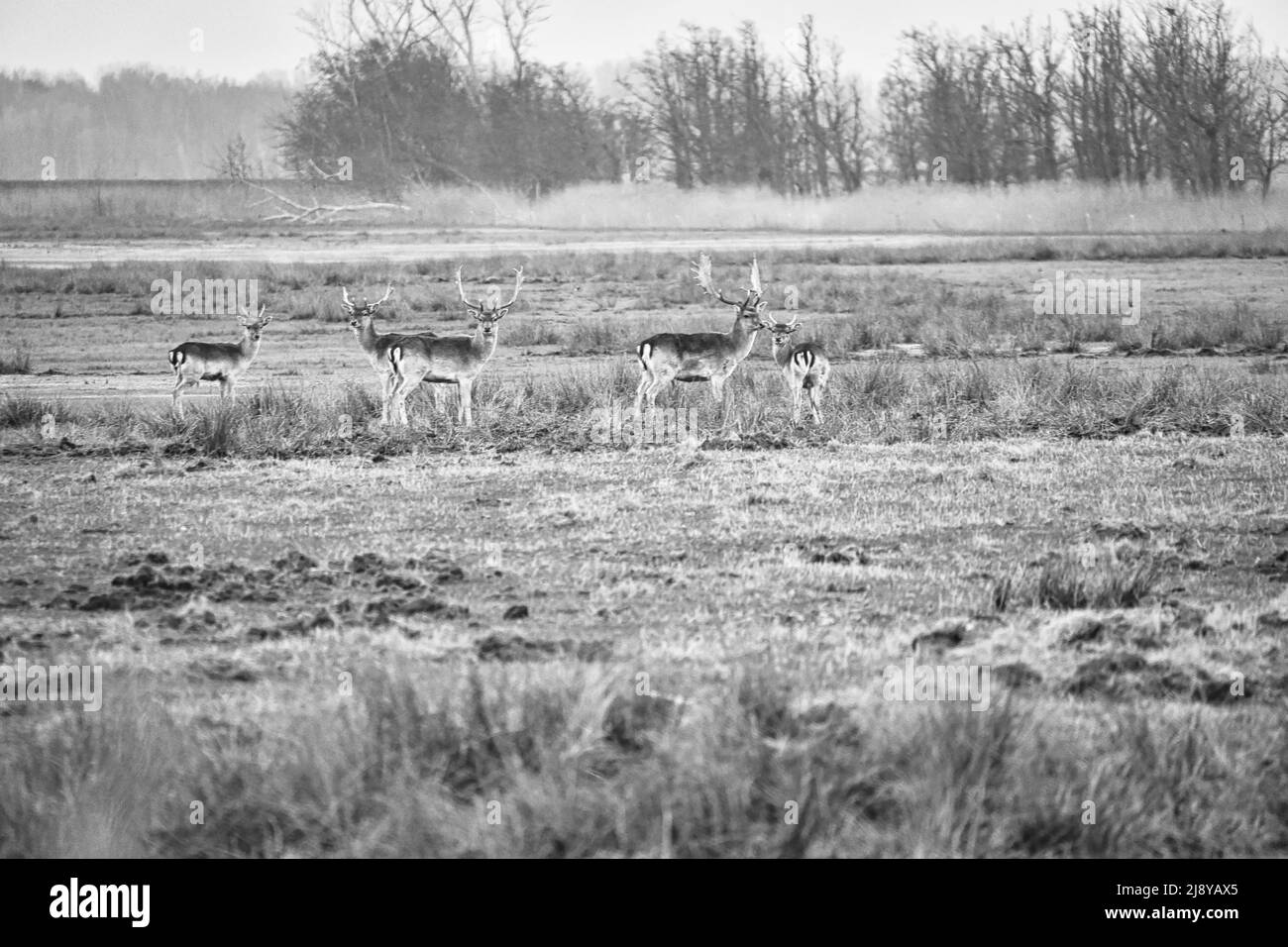 Frei lebende Hirsche in Schwarz und Weiß auf dem darss. Säugetiere mit Geweih in Deutschland.Tierfoto aus der Natur Stockfoto