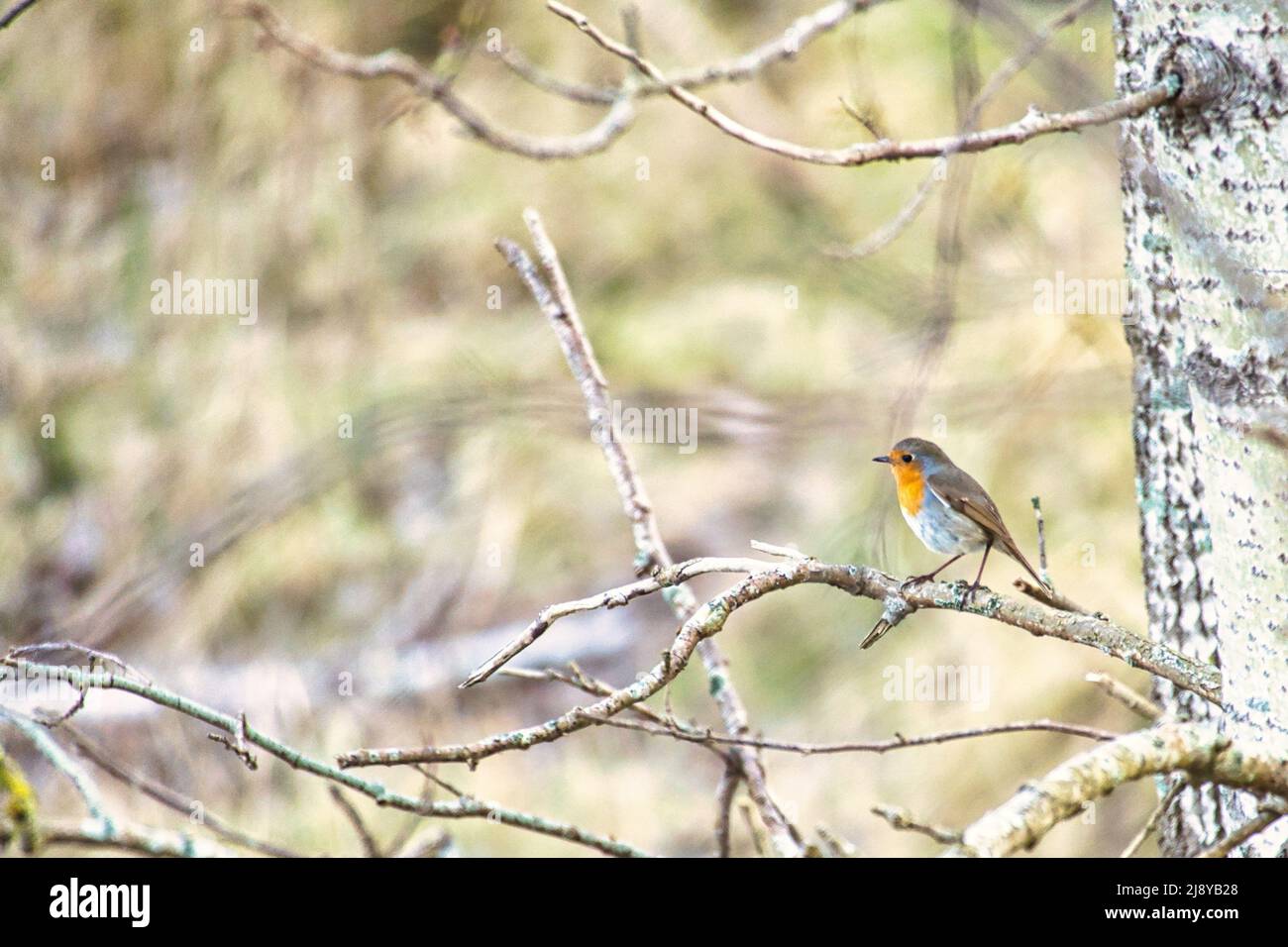 Robin auf einer Zweigstelle im Nationalpark darß. Buntes Gefieder des kleinen singvogels. Tierfoto in der Natur Stockfoto