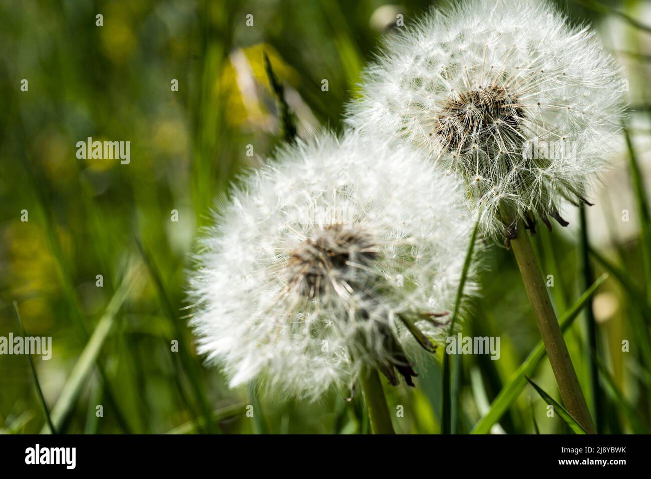 Nahaufnahme von zwei Eselungen vor verschwommenem grünem Hintergrund. Speicherplatz kopieren Stockfoto