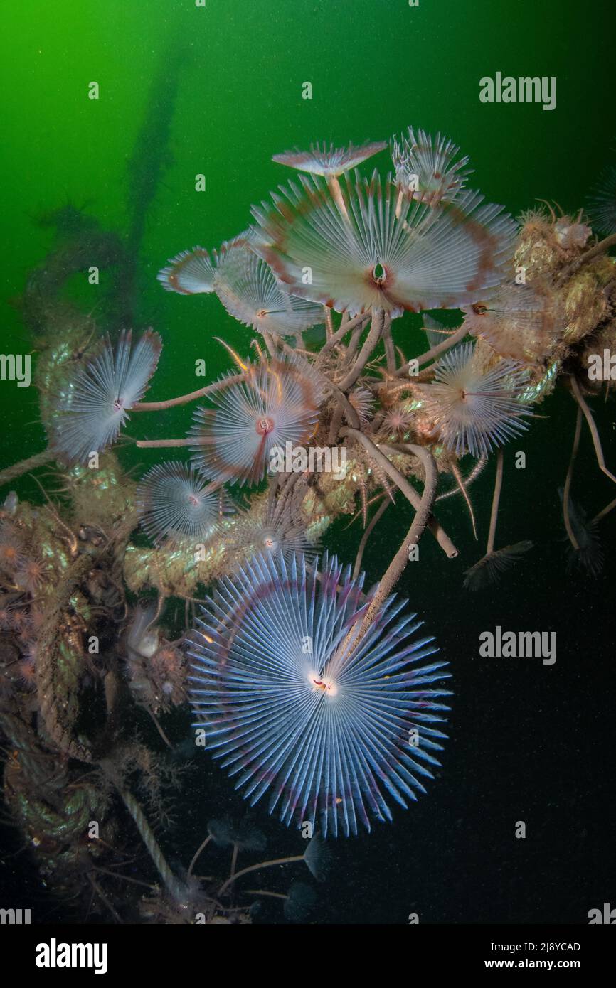 Eine Gruppe von Peaock Worms (Sabella Pavonina) mit ihren Futterköpfen in voller Pracht, die an einem ausrangierten Seil mit phytoplanktonreichem grünem Wasser befestigt sind Stockfoto