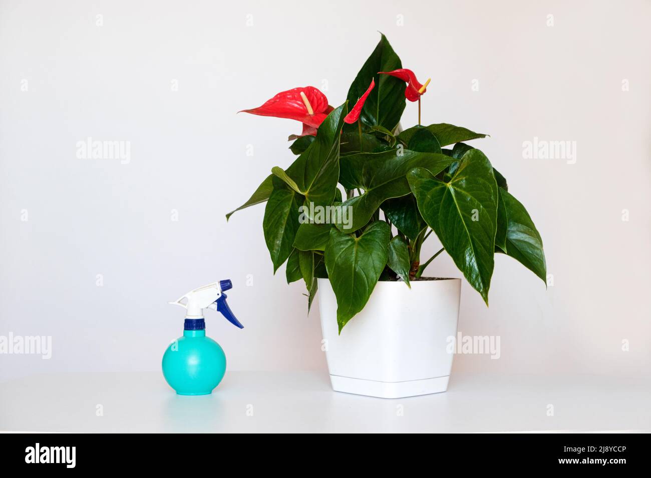 Spritzpistole mit Wasser und Hauspflanze Anthurium auf weißem Hintergrund. Pflanzen düngen und gießen. Stockfoto