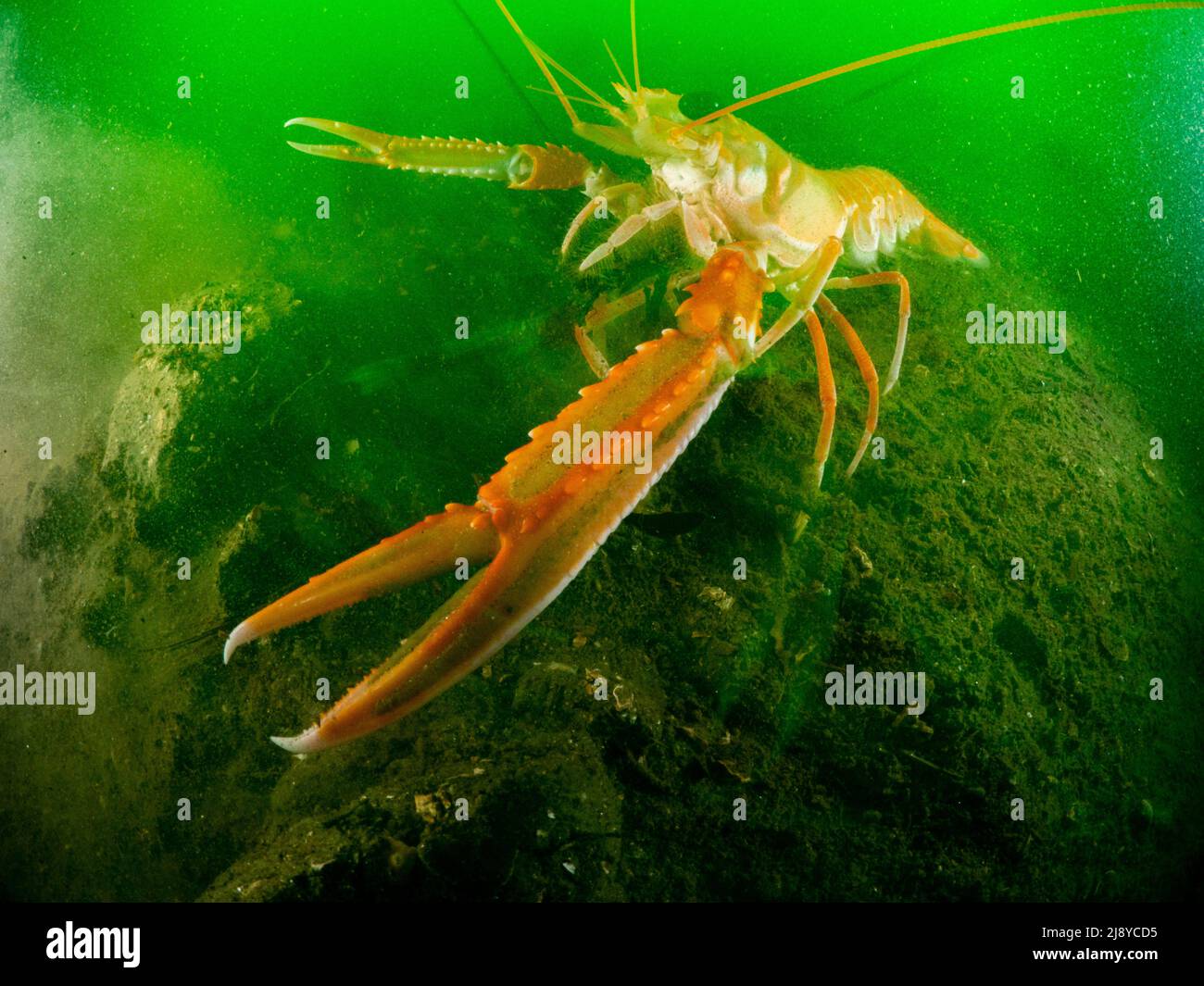 Eine große Kaisergranat - Nephrops norvegicus - auch bekannt als dubliner Garnele, norwegischer Hummer oder Scampi, auf dem schlamtigen Meeresgrund von Loch Leven in Schottland. Stockfoto