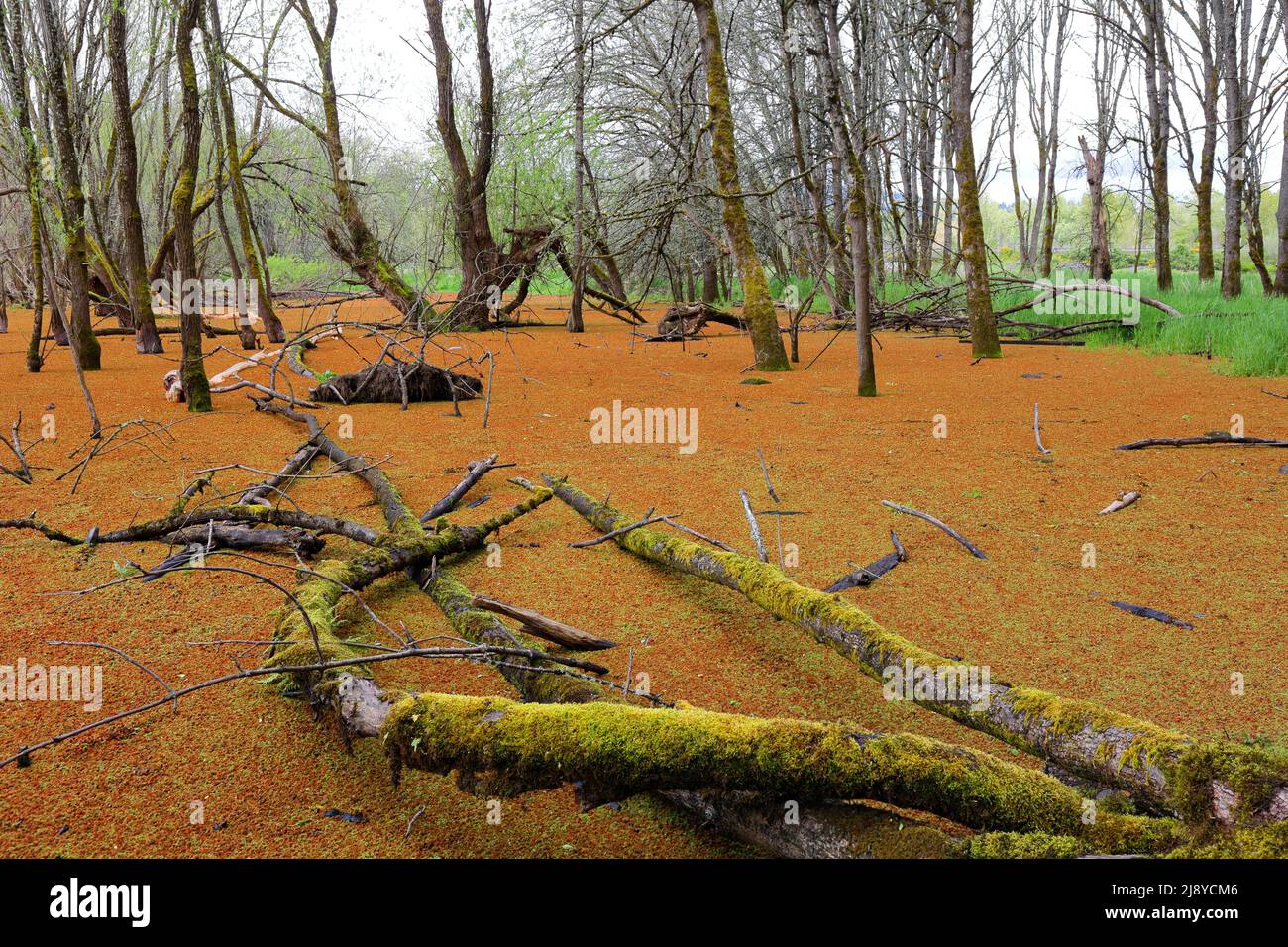 Eine große Matte aus Pacific Mosquitofern, Azolla filiculoides, die in einem schlammig flachen Gebiet von Wapato Marsh im Oaks Bottom Wildlife Refuge, Portland, Oregon, wächst. Stockfoto