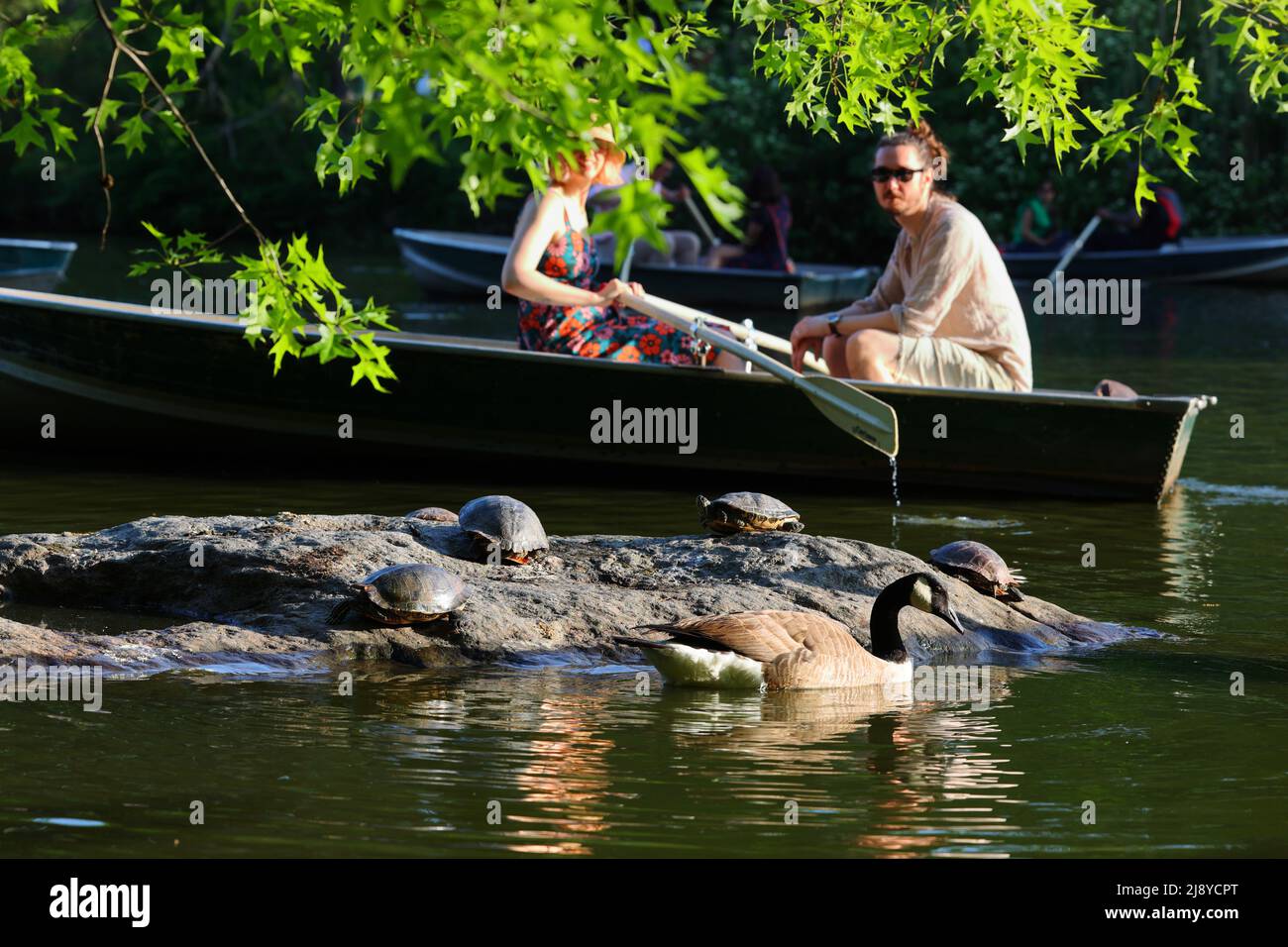 Menschen in einem Ruderboot fahren an Teichgleitern vorbei, einschließlich Rotohrgleitern (Trachemys scripta), die auf einem Felsen im Lake im Central Park, New York, sonnen. Stockfoto