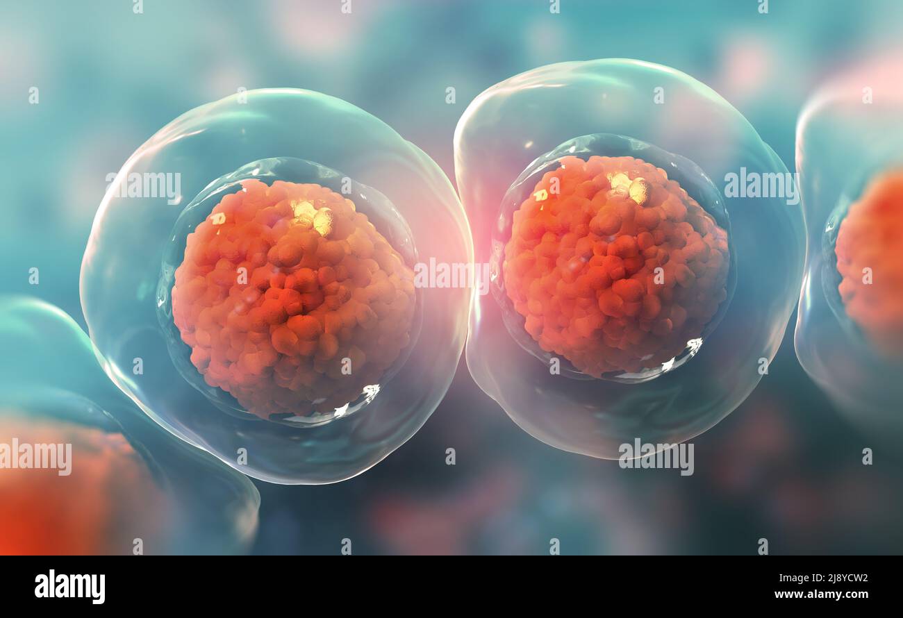 Zellen unter dem Mikroskop. Forschung an Stammzellen. Zelltherapie. Zellteilung. 3D Abbildung auf hellem Hintergrund Stockfoto