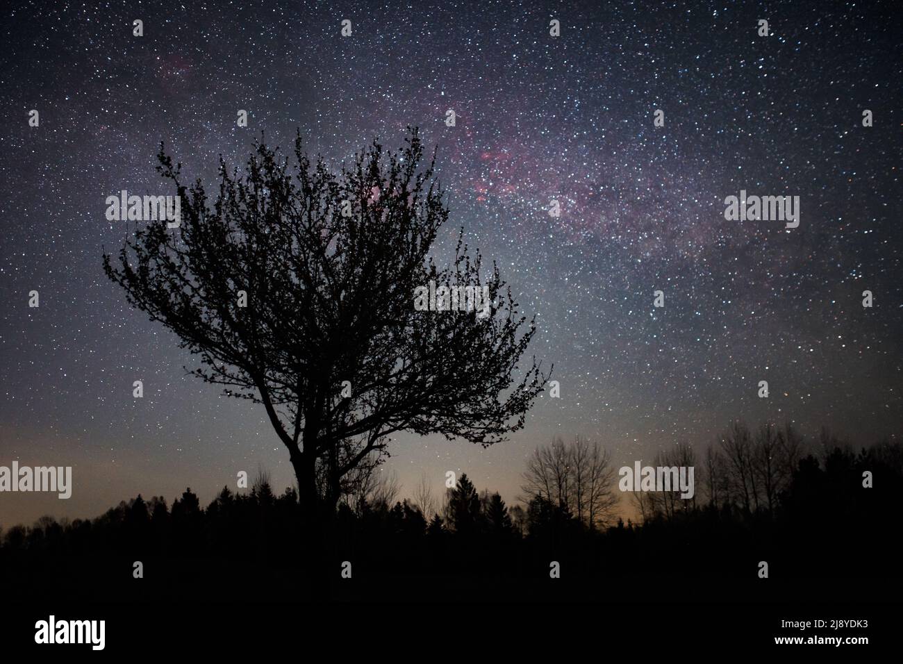 Nachtlandschaft aus Baumsilhouette gegen dunklen Himmel und Milchstraße, Fokus auf Vordergrund, Cygnus-Konstellation Stockfoto