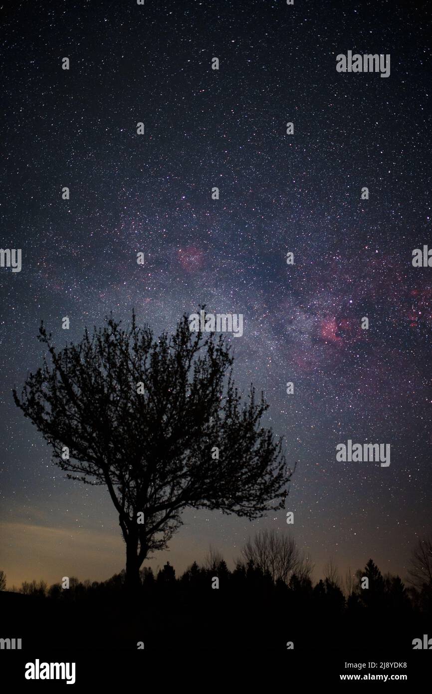Nächtliche Landschaft aus Baumsilhouette gegen dunklen Himmel und Milchstraße, Fokus auf Hintergrund, Cygnus-Konstellation Stockfoto