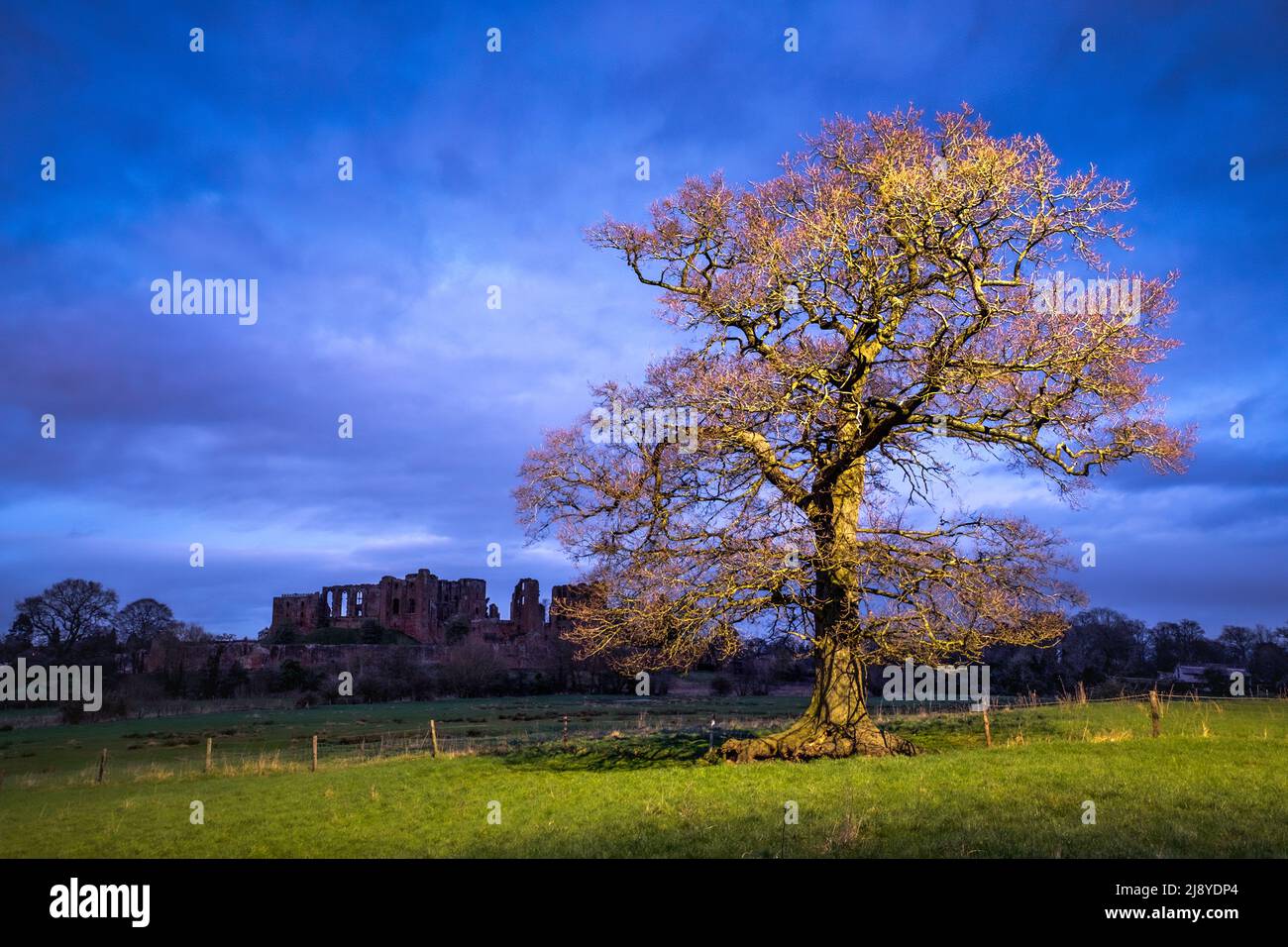 Eine Eiche auf den Feldern rund um Kenilworth Castle in Warwickshire, Großbritannien Stockfoto