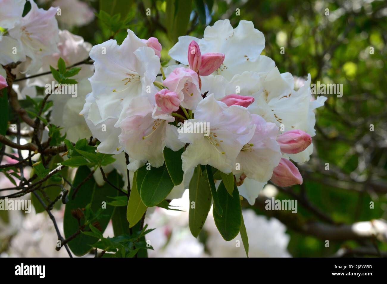 Rhododendron Loden King George große duftende rosa Knospen, die sich zu weißen Blüten öffnen Stockfoto