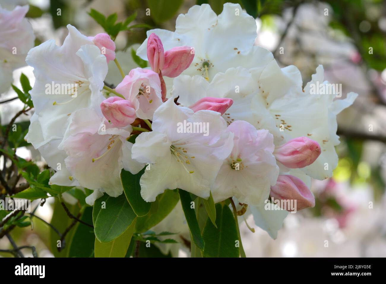 Rhododendron Loden King George große duftende rosa Knospen, die sich zu weißen Blüten öffnen Stockfoto