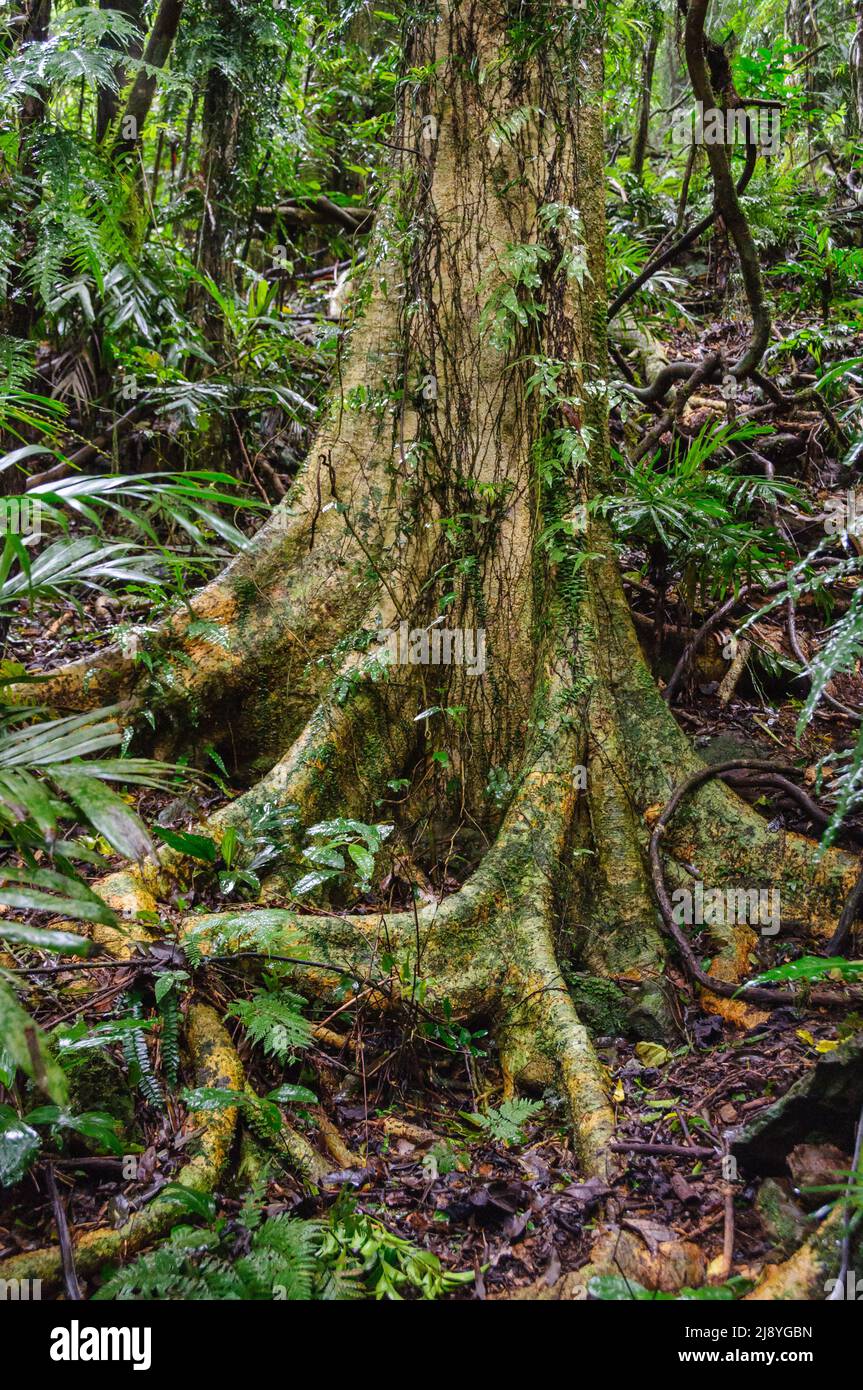 Dichte Regenwaldvegetation entlang des Lyrebird Link Track - Dorrigo, NSW, Australien Stockfoto