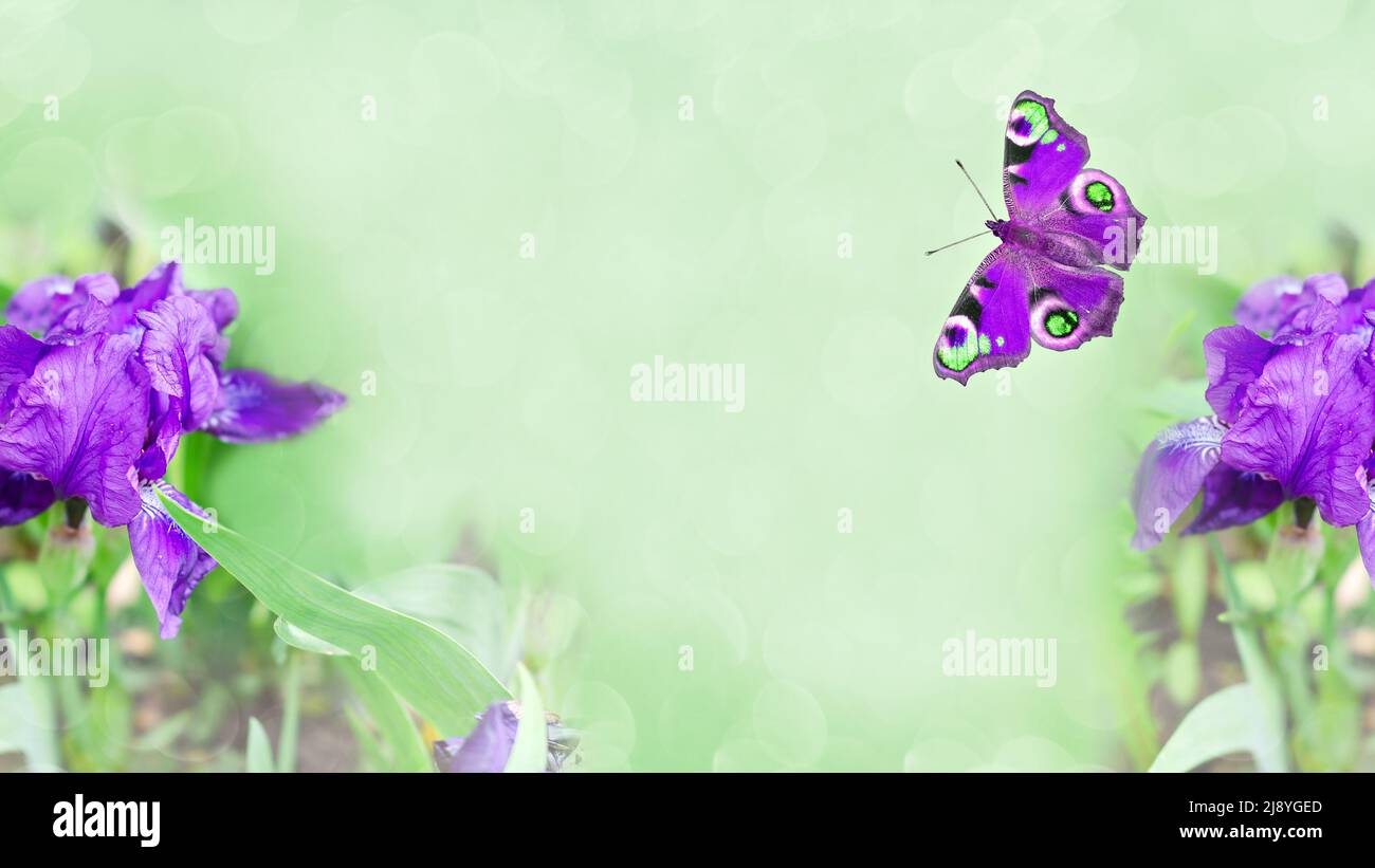 Waldblumen aus lila Iris und einem getönten Schmetterling auf einem grünen unfokussierten Hintergrund. Selektiver Fokus, für Text platzieren Stockfoto