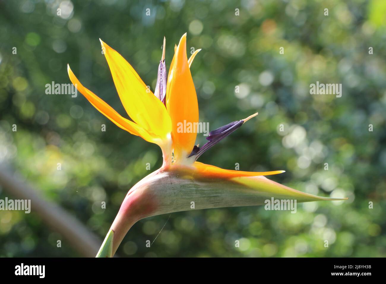 Paradiesvogelblume aus der Nähe vor grünem natürlichem Bokeh-Hintergrund Stockfoto