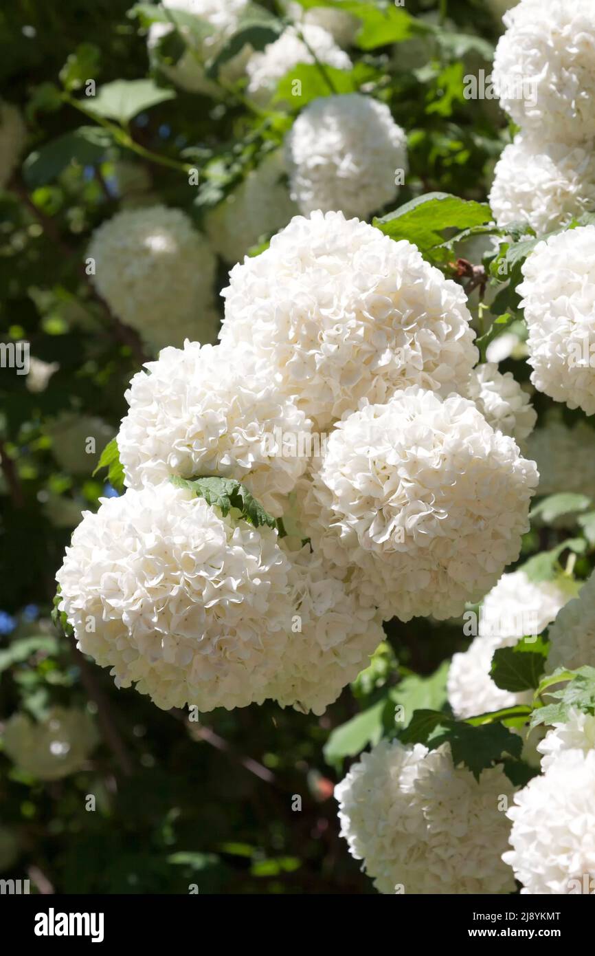 Weiß gemeinsame Hortensie Stockfoto