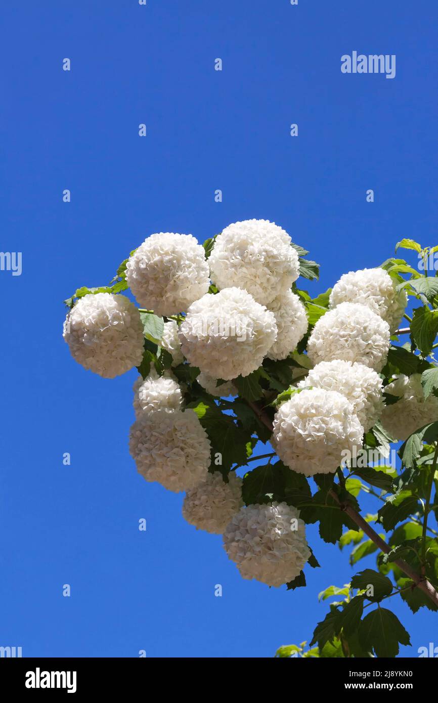 Weiß gemeinsame Hortensie Stockfoto